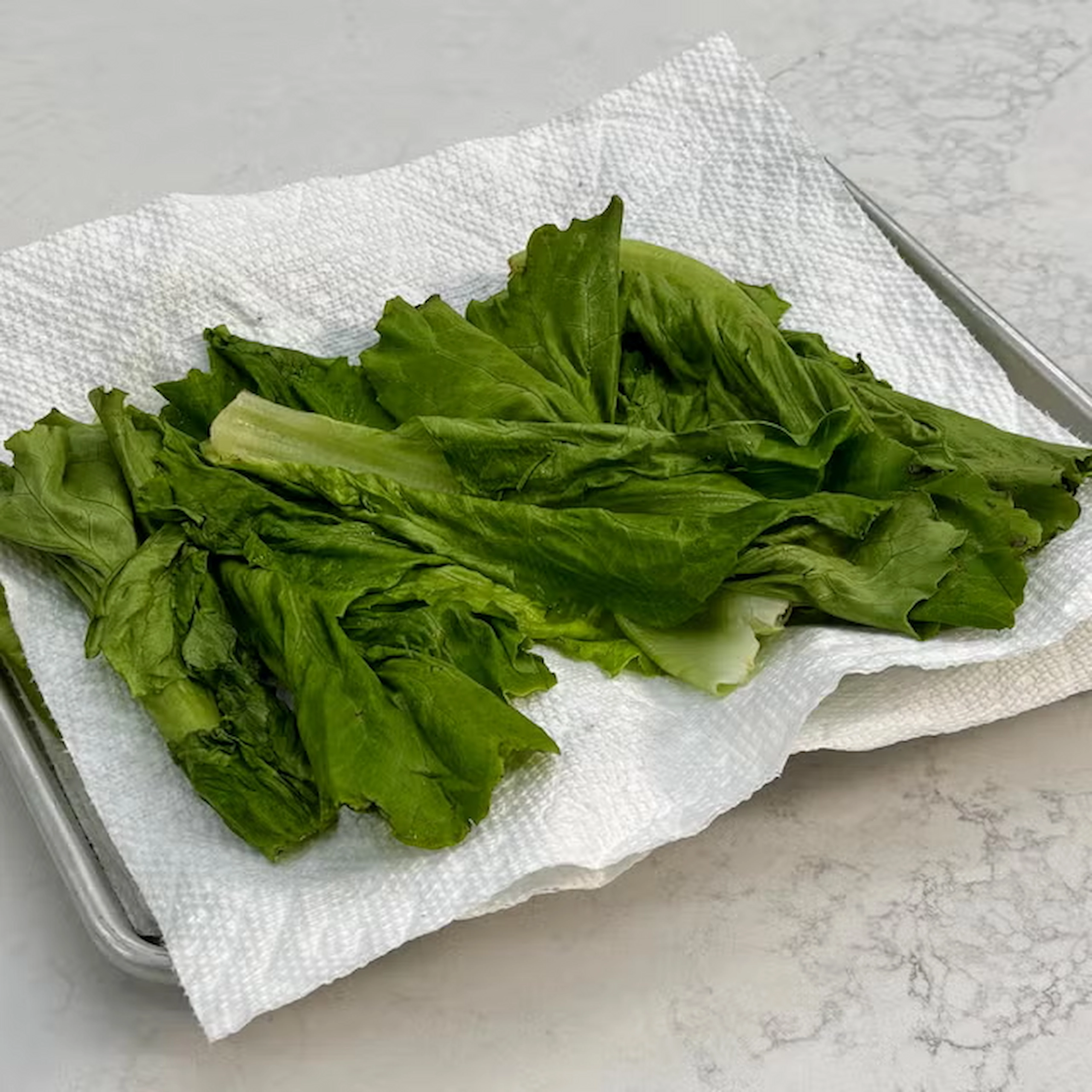 A bunch of leafy green lettuce resting on a white paper towel, being patted dry after a hot water revival treatment