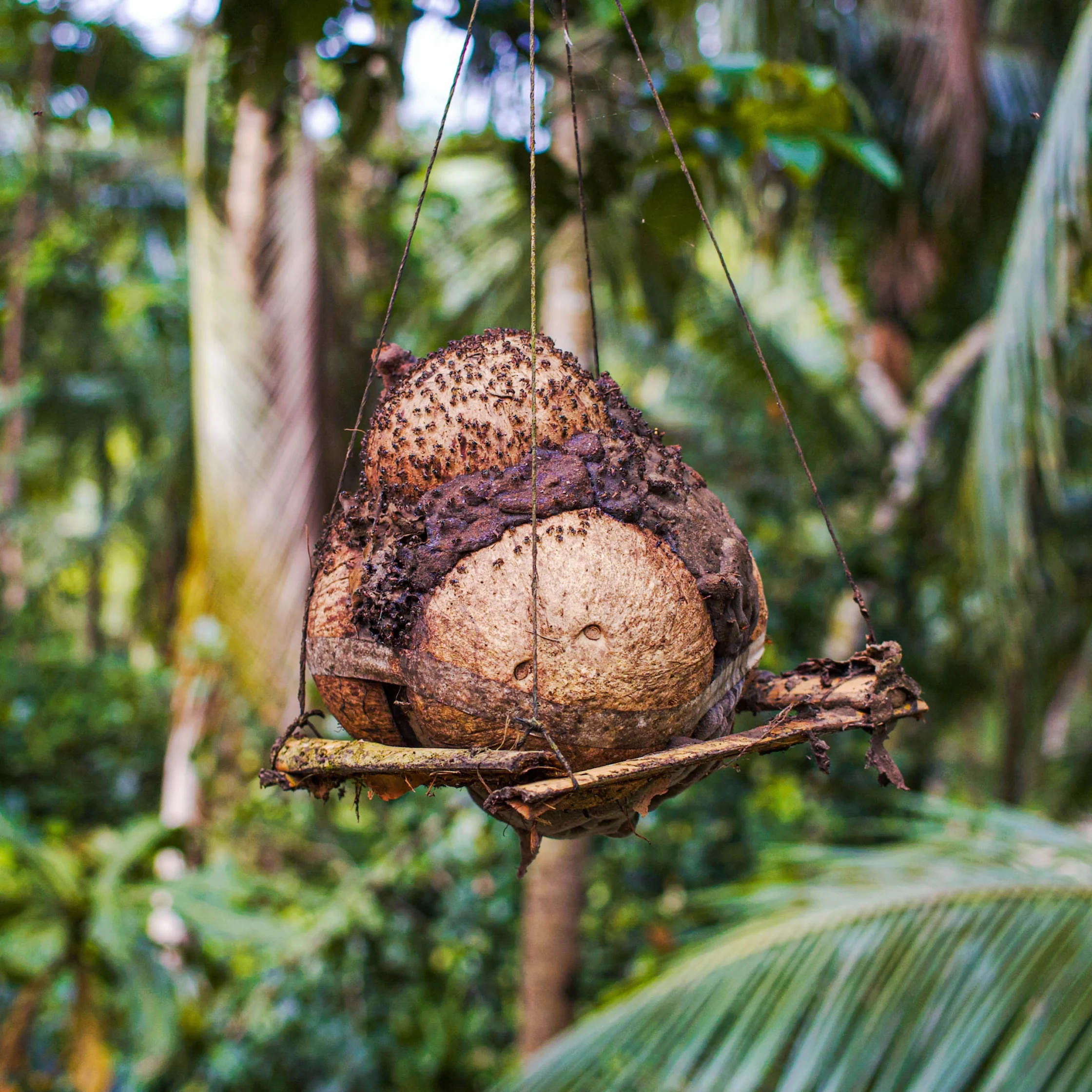 Kiwot Bee nest in Bicol