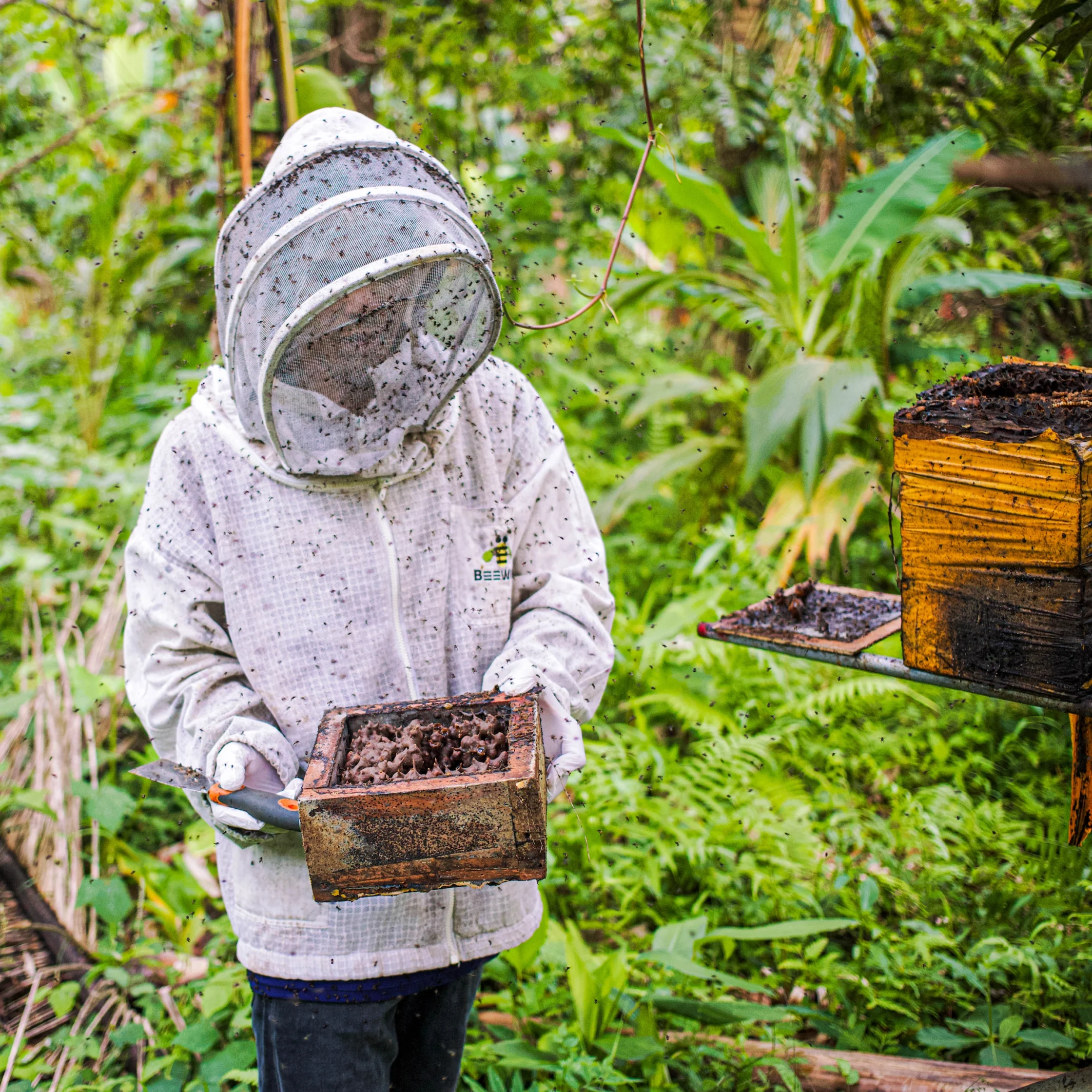 A stingless beekeeper harvesting honey