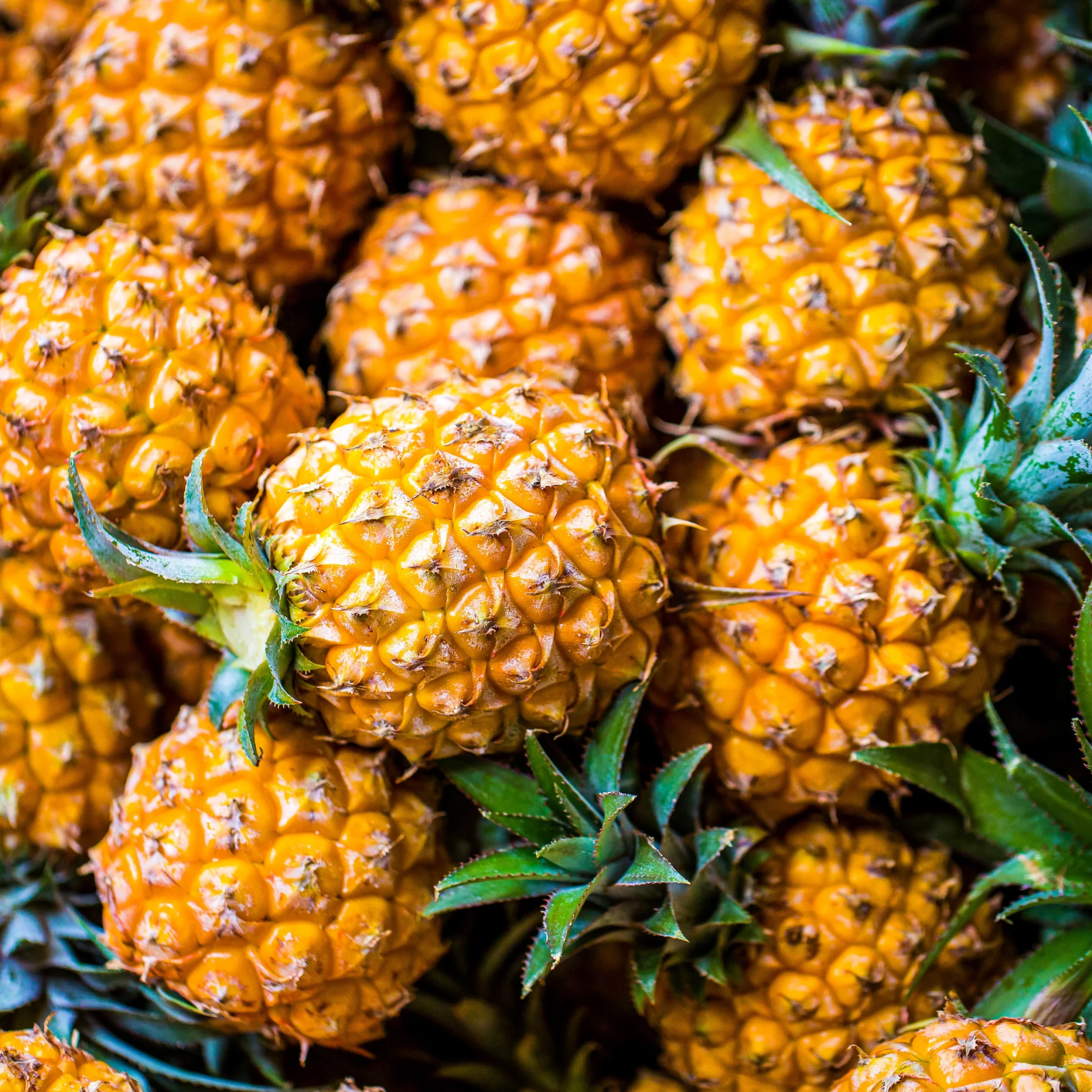 Pineapples, one of the Philippines' top food exports
