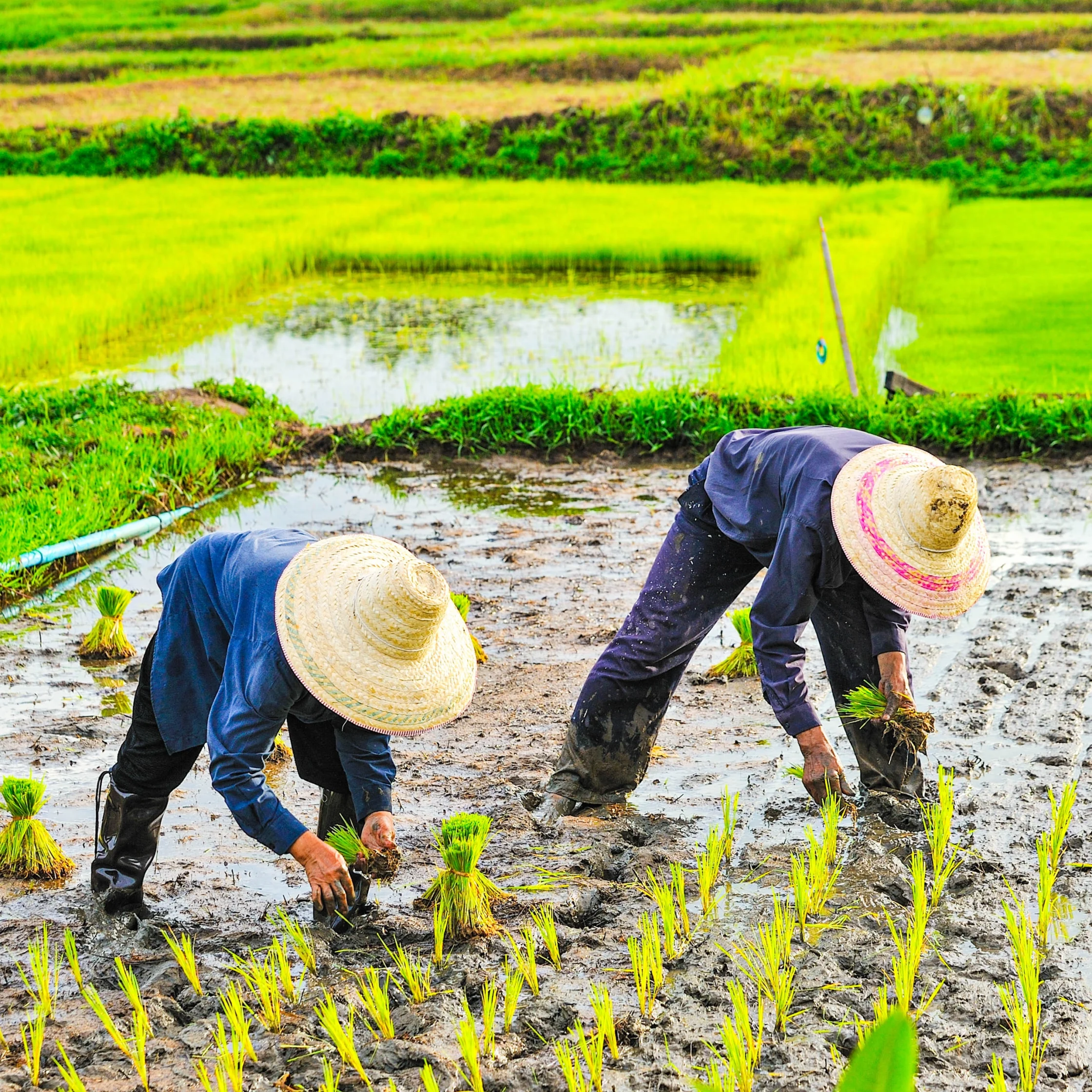 Filipino farmers hard at work