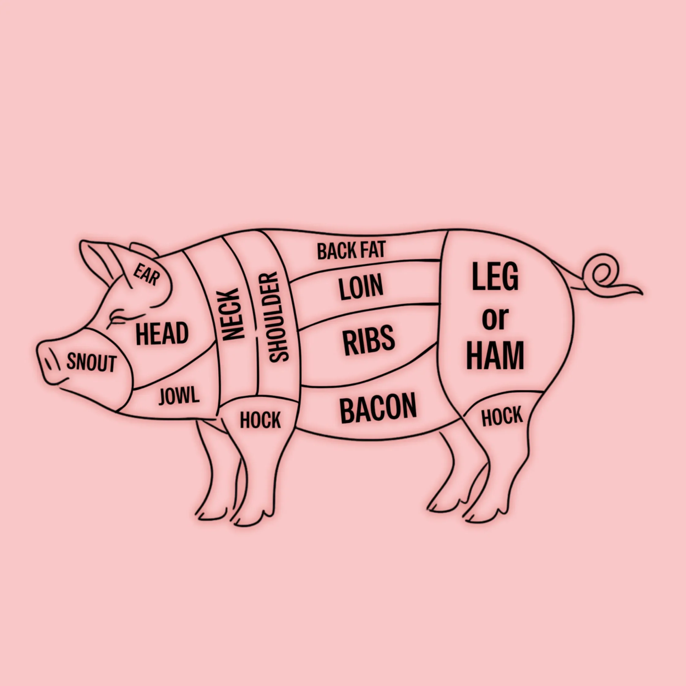 Pig anatomy diagram labeled with common butcher cuts such as back fat, loin, ribs, leg, bacon, ham, and jowl