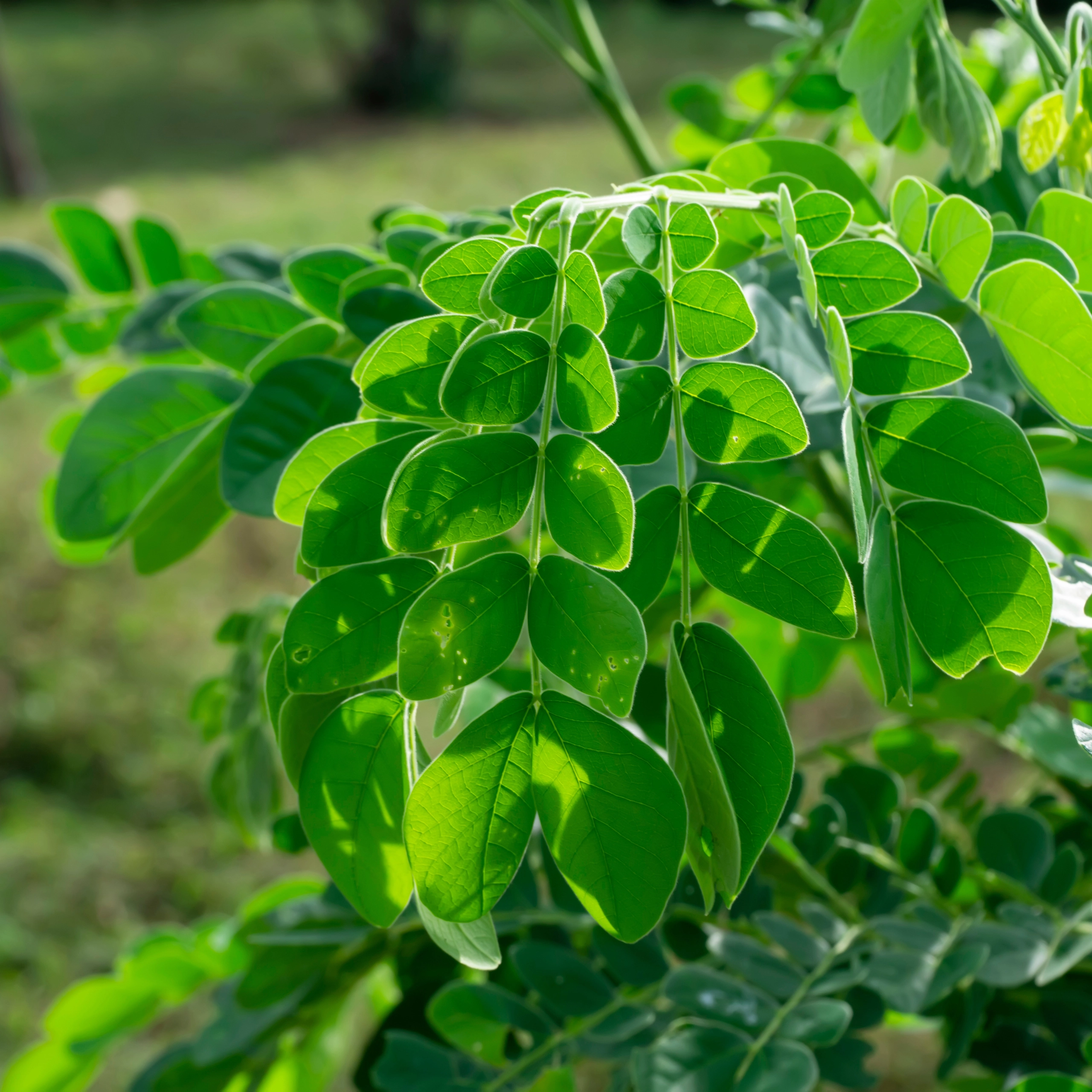 Close-up of bright green, oval leaves on a leafy shrub with sunlight highlighting the leaf veins.