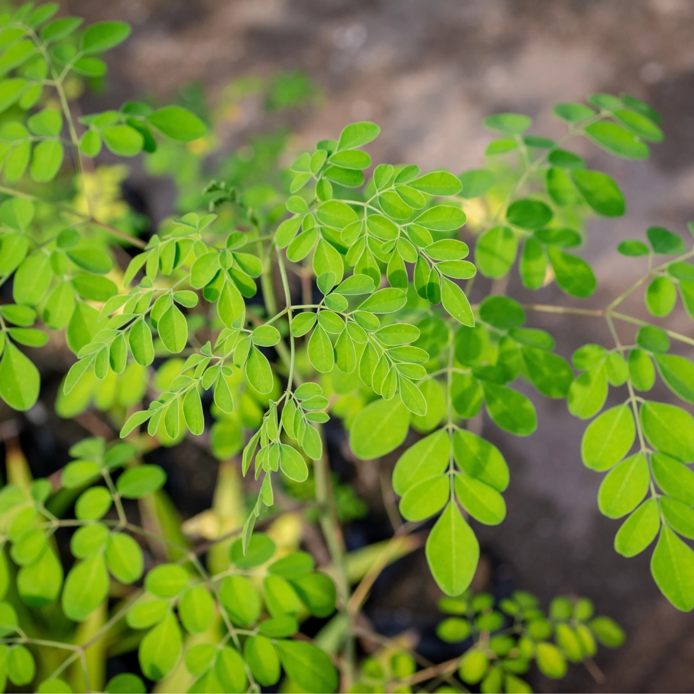 Close-up of bright green compound leaves with small oval leaflets on thin stems, against a blurred background.