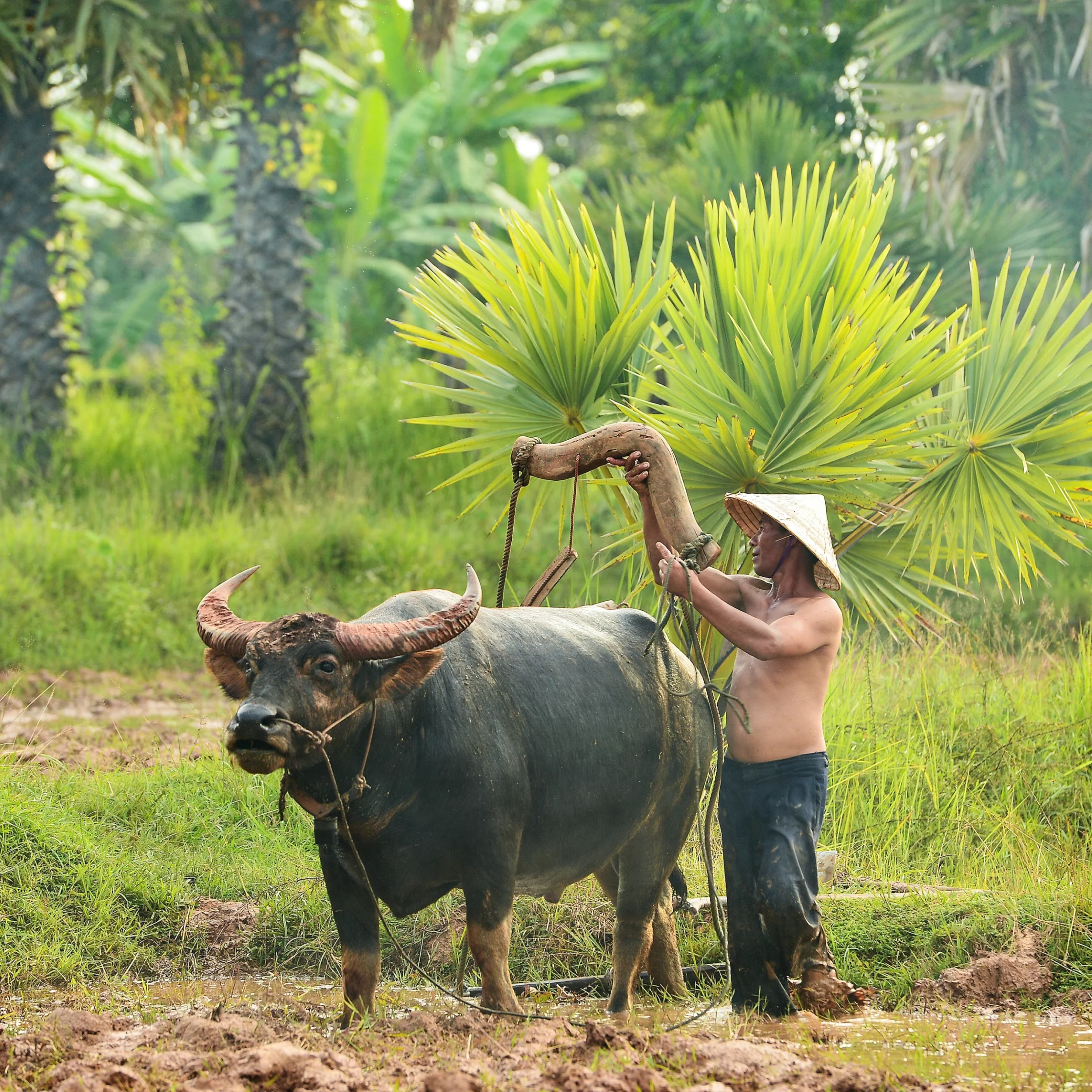 Man wearing a conical hat guiding a water buffalo in a muddy field, a rural farm scene in green surroundings.