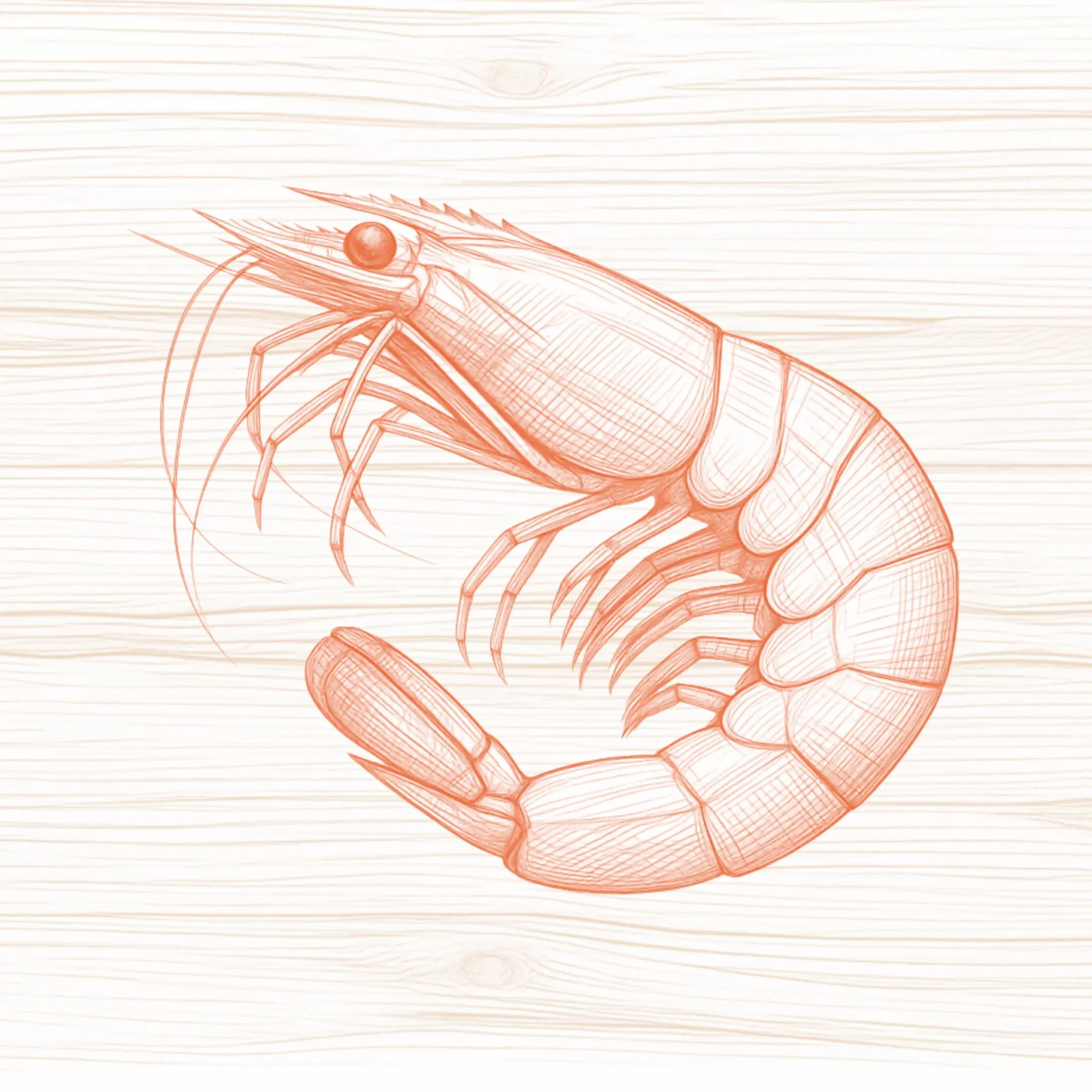 illustration of shrimp drawing ng hipon