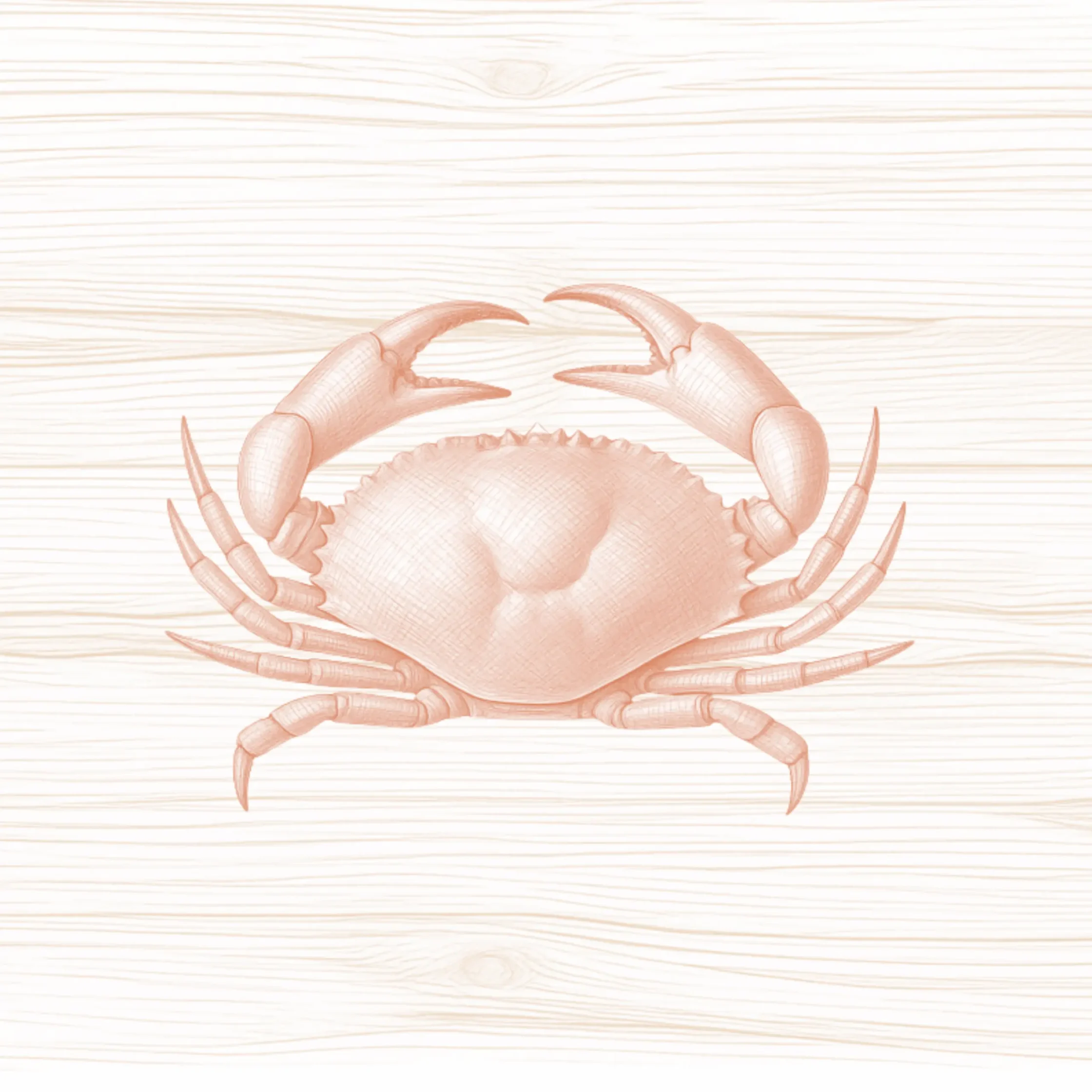 illustration of crab drawing ng alimango alimasag talangka baby crab