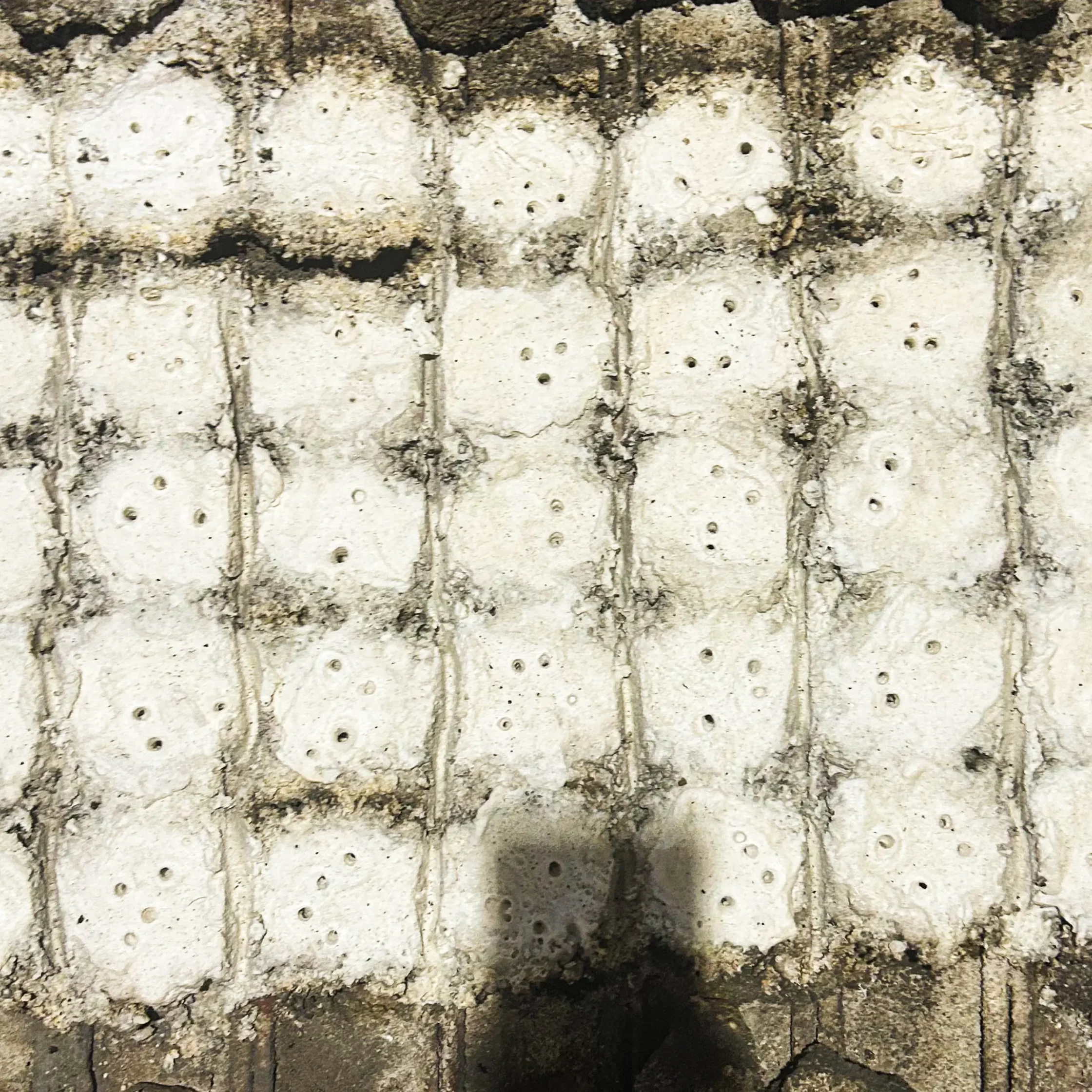 asin tibuok bohol salt philippine dinosaur egg