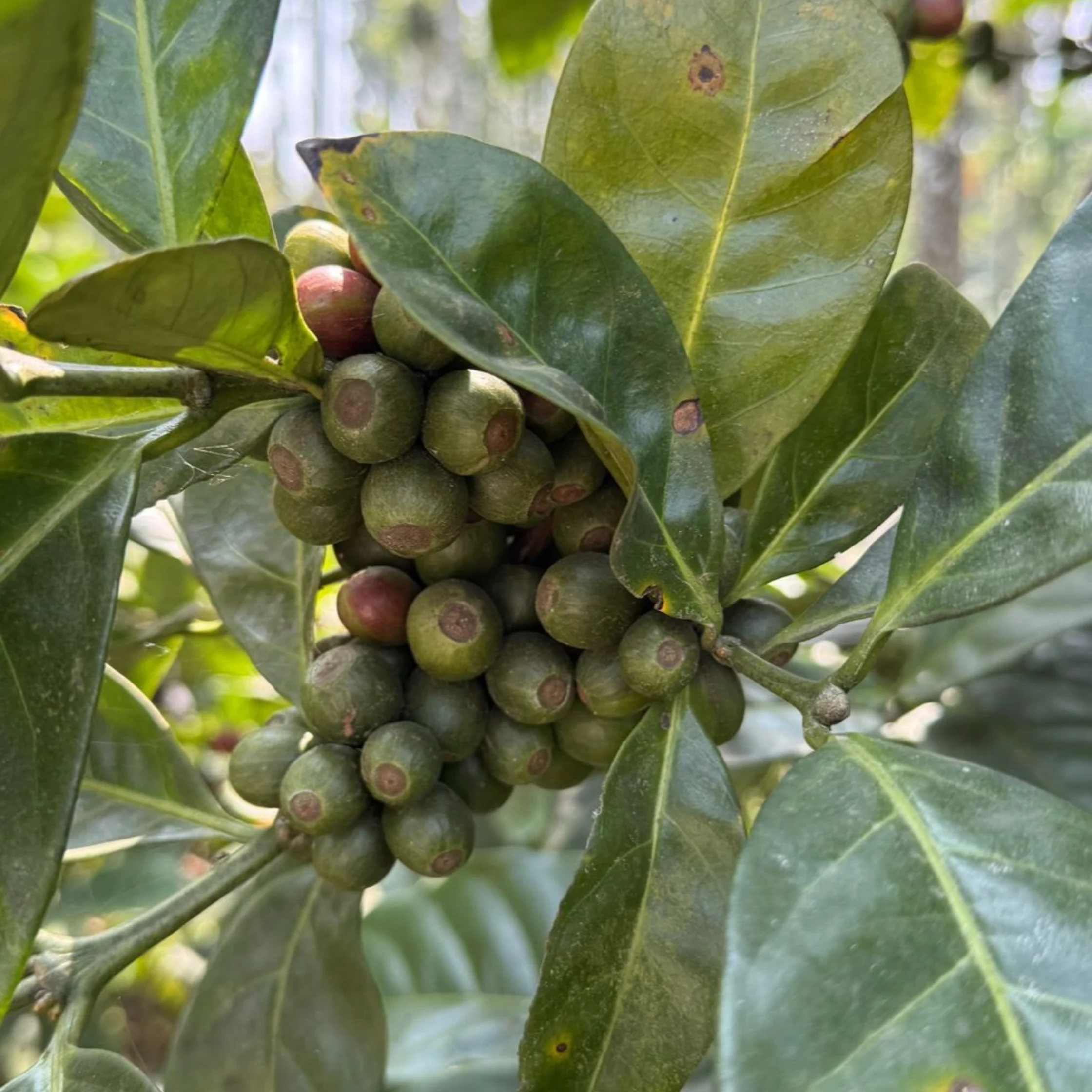 Coffea × libex PHOTO COURTESY OF South India Coffee Company Official Website