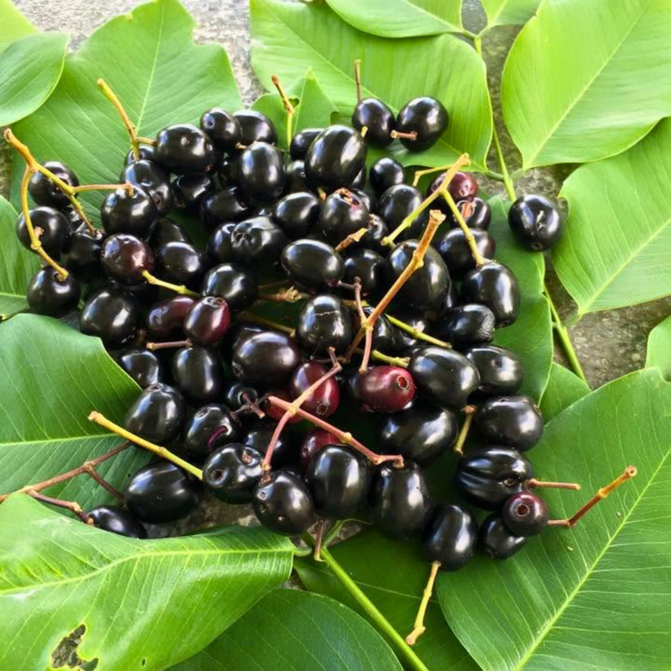DUHAT PHOTO COURTESY OF Graco Farms Leisure Inc OFFICIAL FB