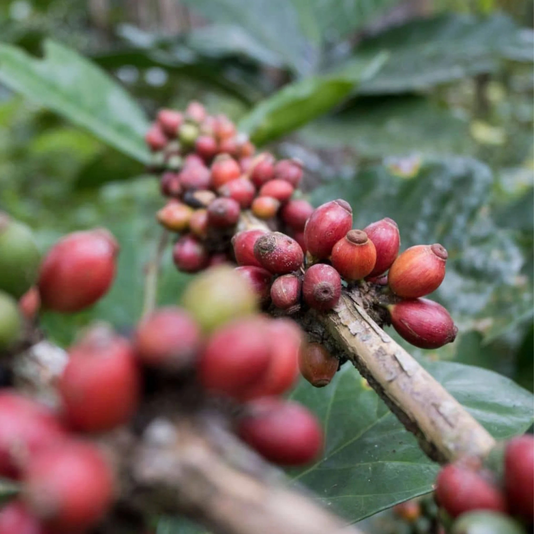 Liberica Coffee PHOTO COURTESY OF Coffeeness Official Website