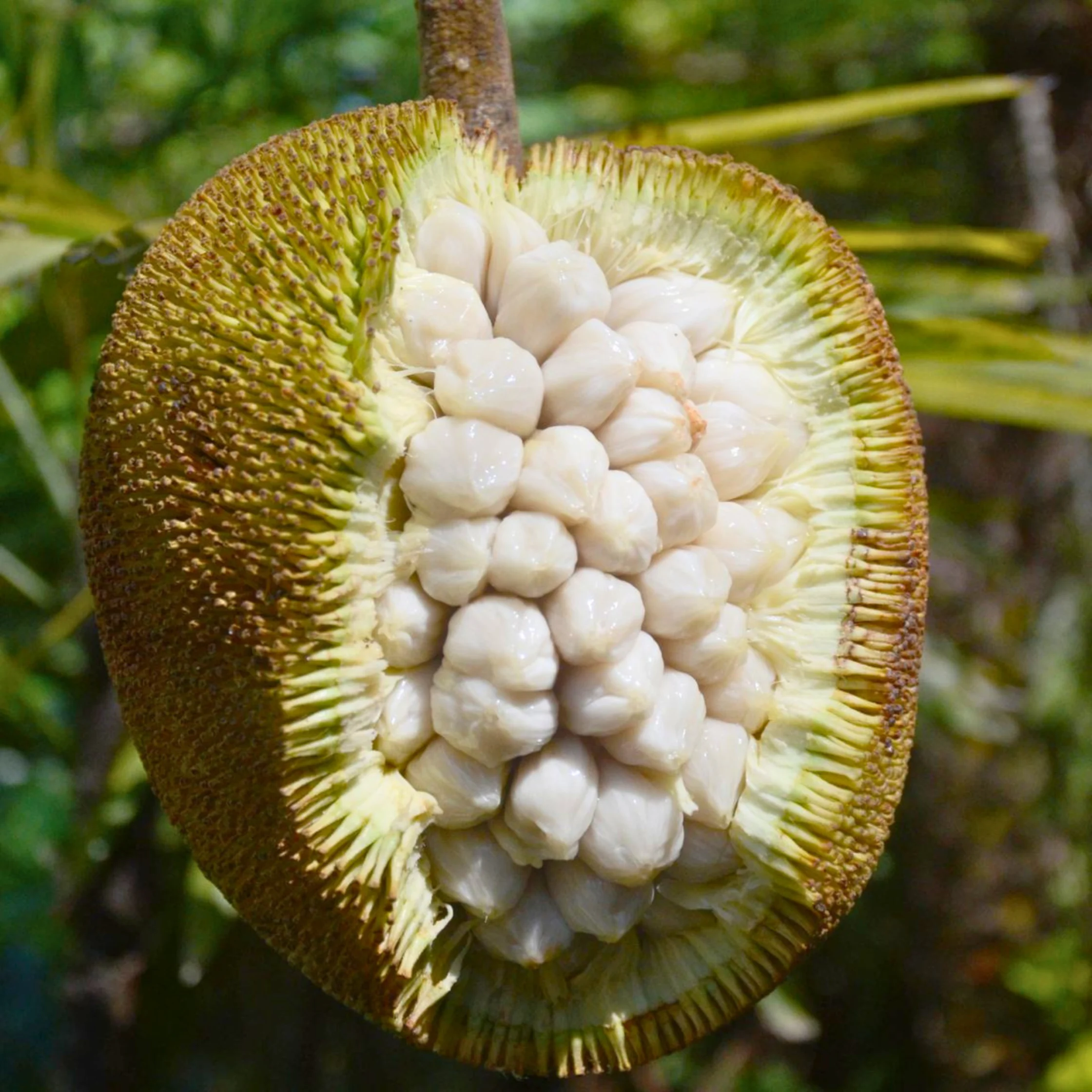 MARANG PHOTO COURTESY OF ATLAS OBSCURA OFFICAL WEBSITE