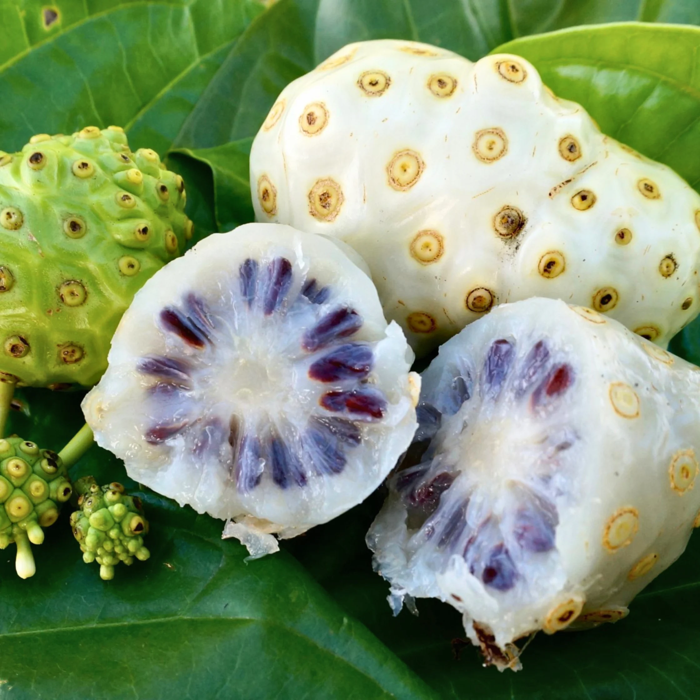NONI PHOTO COURTESY OF Our Tropical Soil OFFICIAL WEBSITE