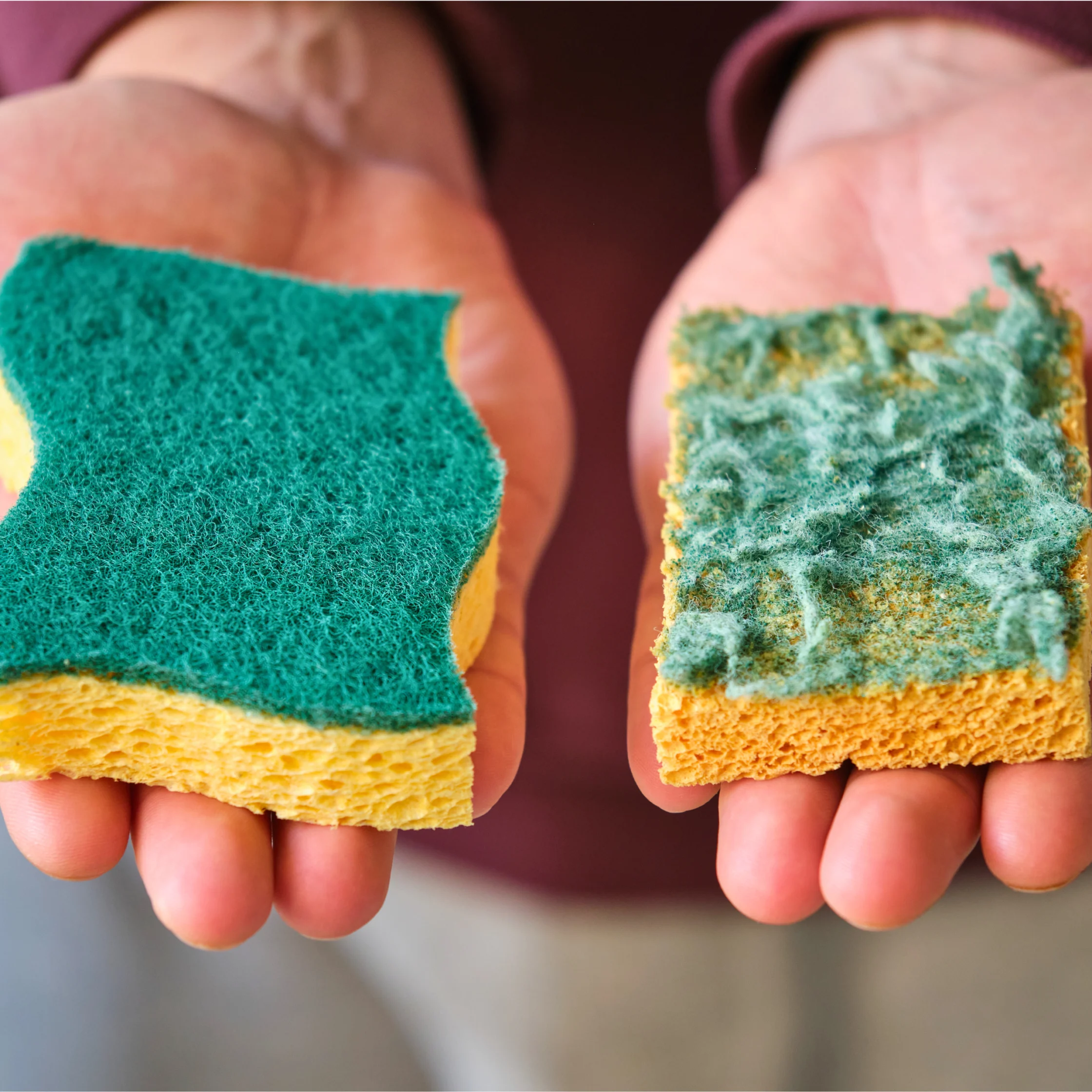 Hands holding a clean kitchen sponge beside an old sponge covered in grime and buildup.