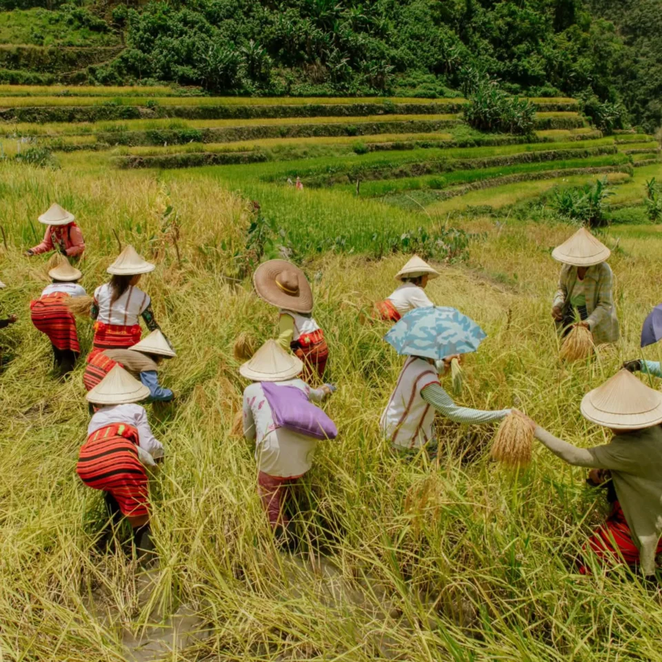 Ifugao women on a field during harvest in colorful clothes and straw hats