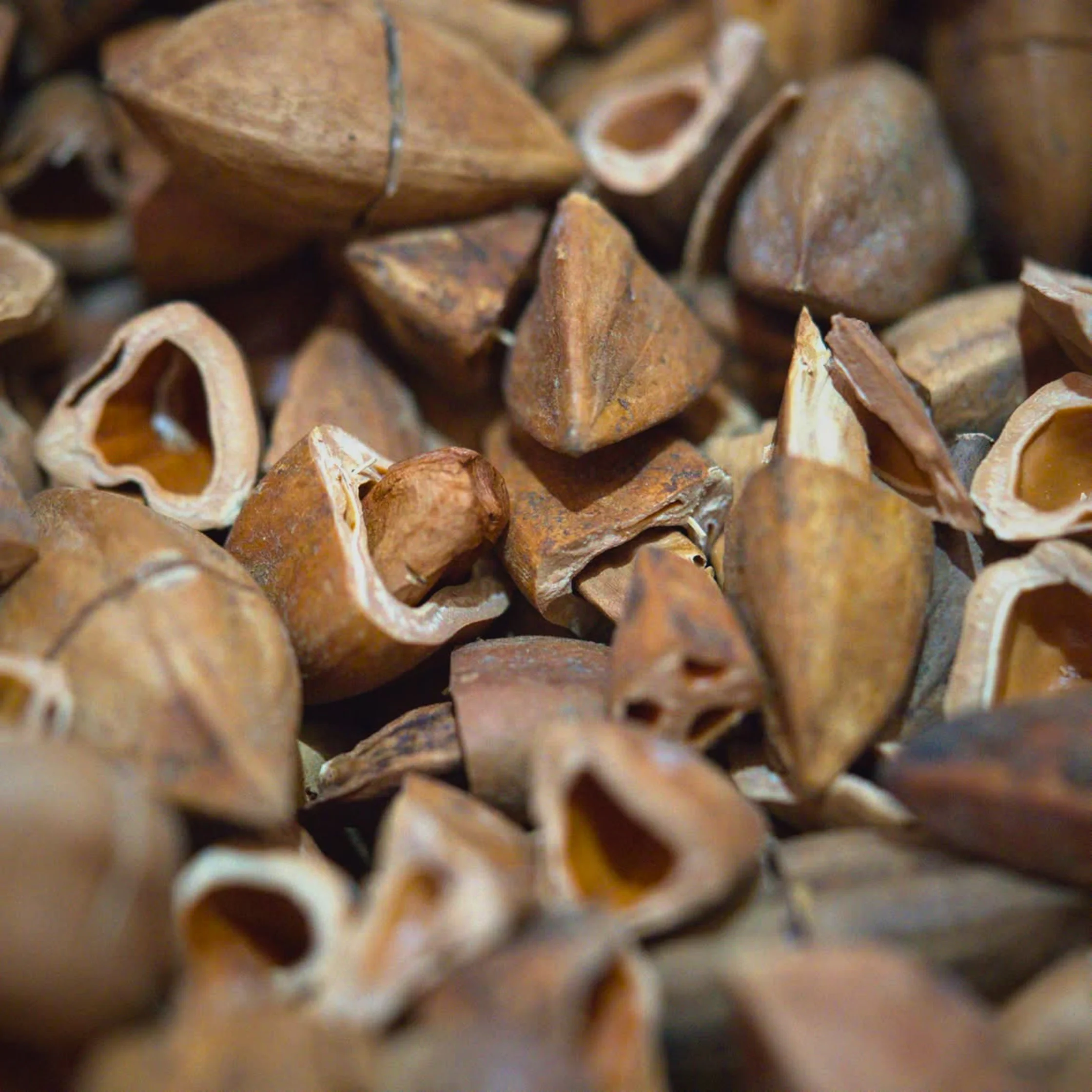 Pili Nuts 2 PHOTO COURTESY OF QueRica Official Instagram
