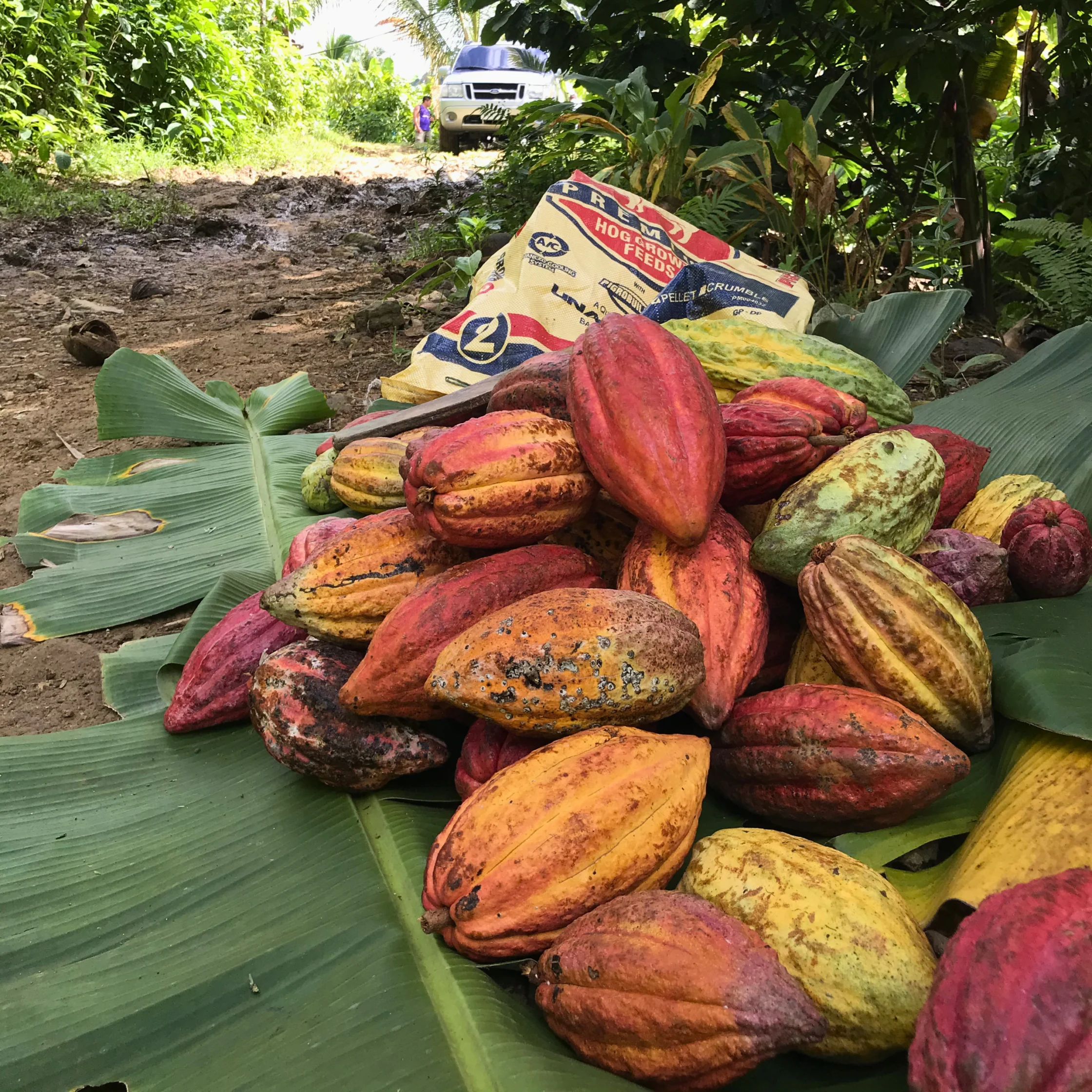 freshly harvested cacao beans from nico cacao