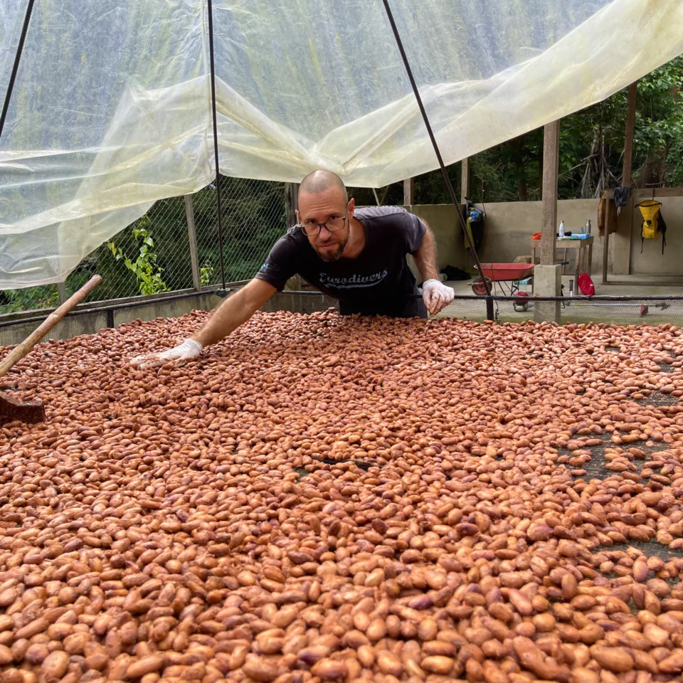 nico astarie of nico cacao going through a fresh set of cacao beans