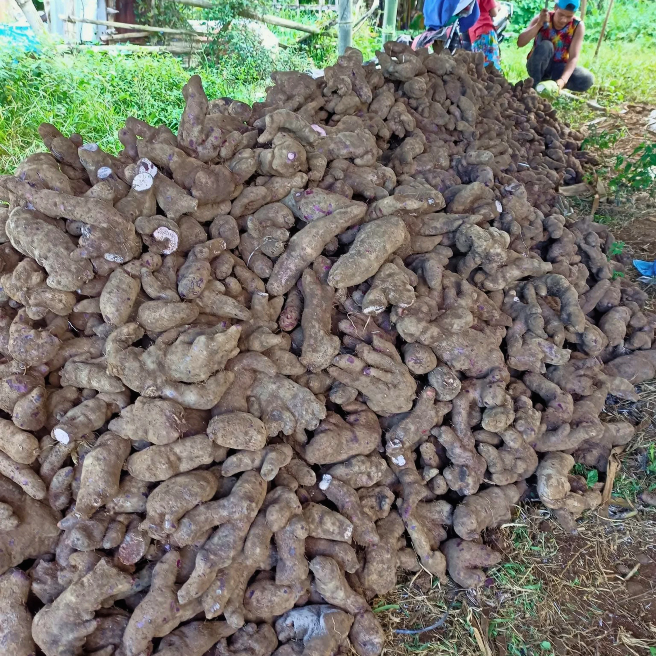 pile of raw ube crops in Lantapan Bukidnon