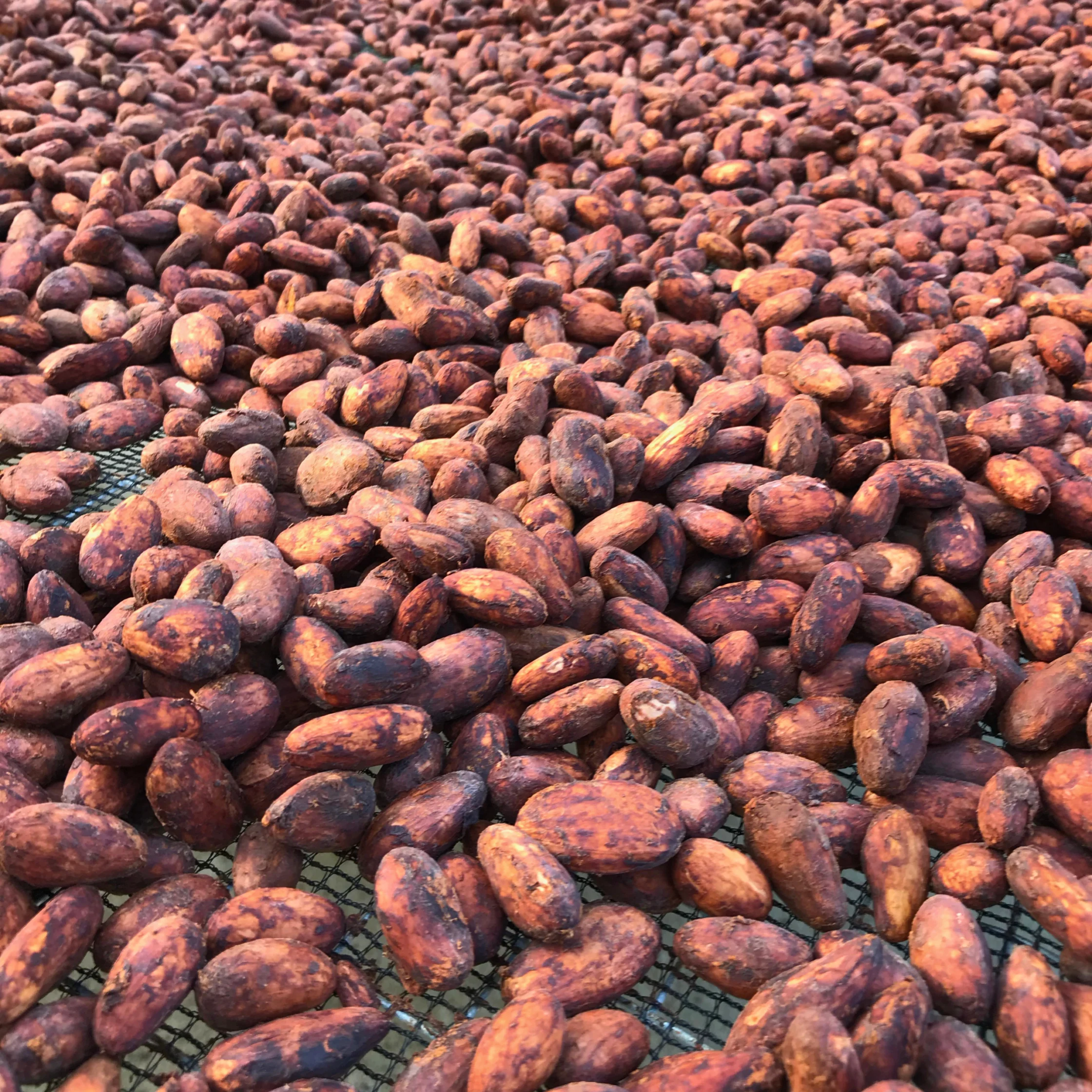 roasted cacao beans from nico cacao
