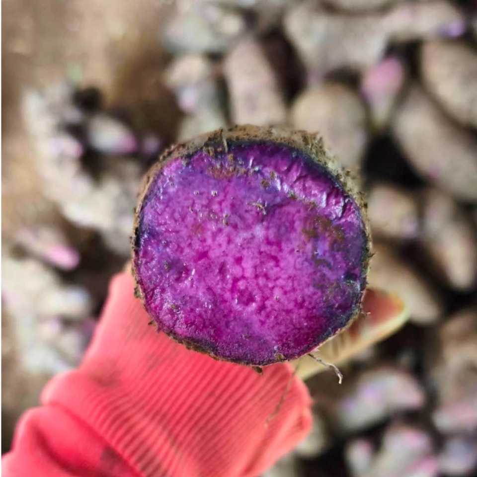 ube cross section bright purple inside