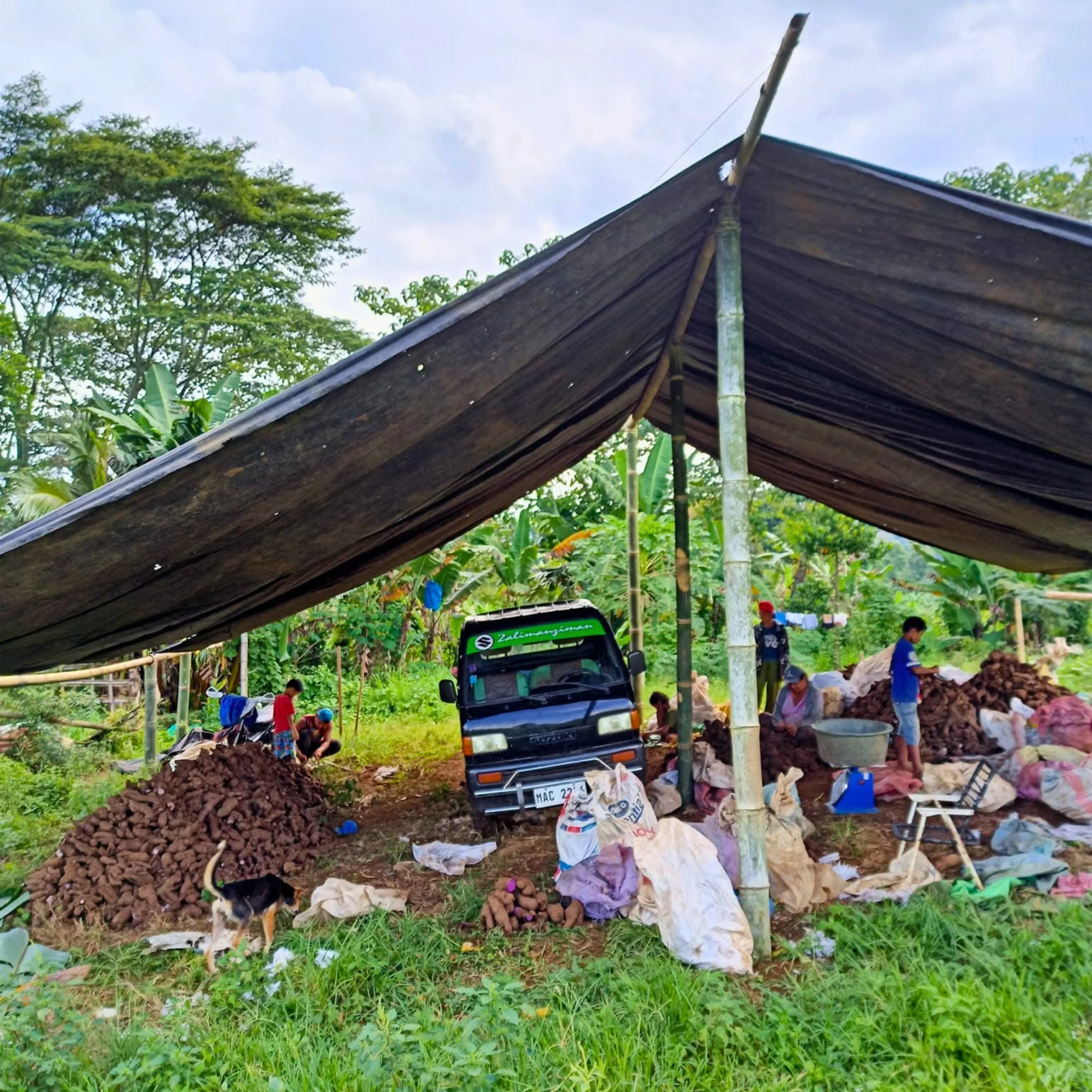 ube farm in Lantapan Bukidnon