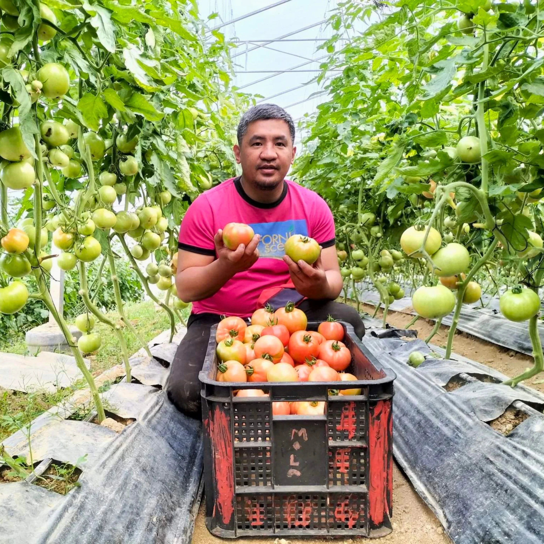 FARM FORWARD INITIATIVES FARMER HOLDIN LARGE PLUMP TOMATOES AFTER HARVEST