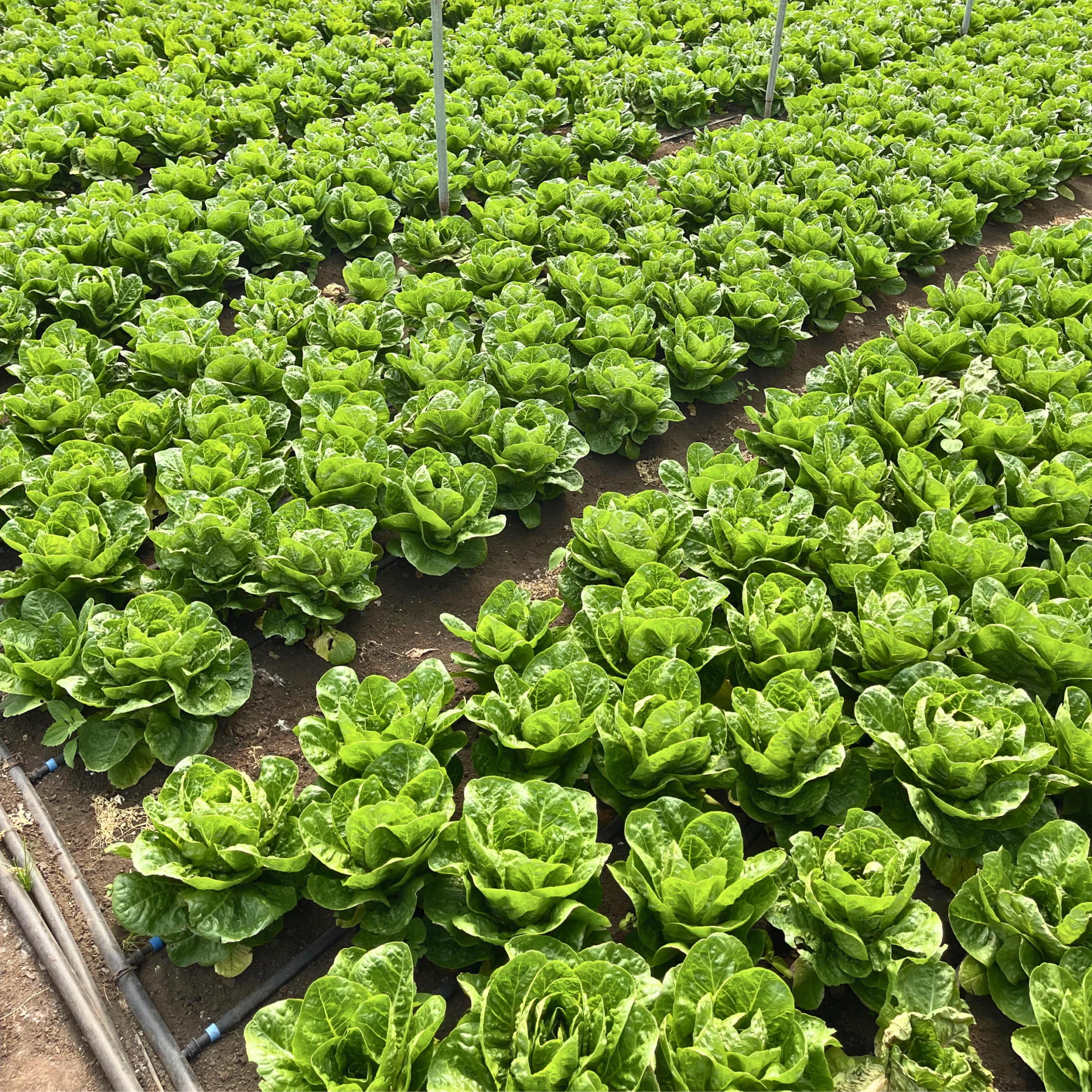 FARM FORWARD INITIATIVES LETTUCE FARM
