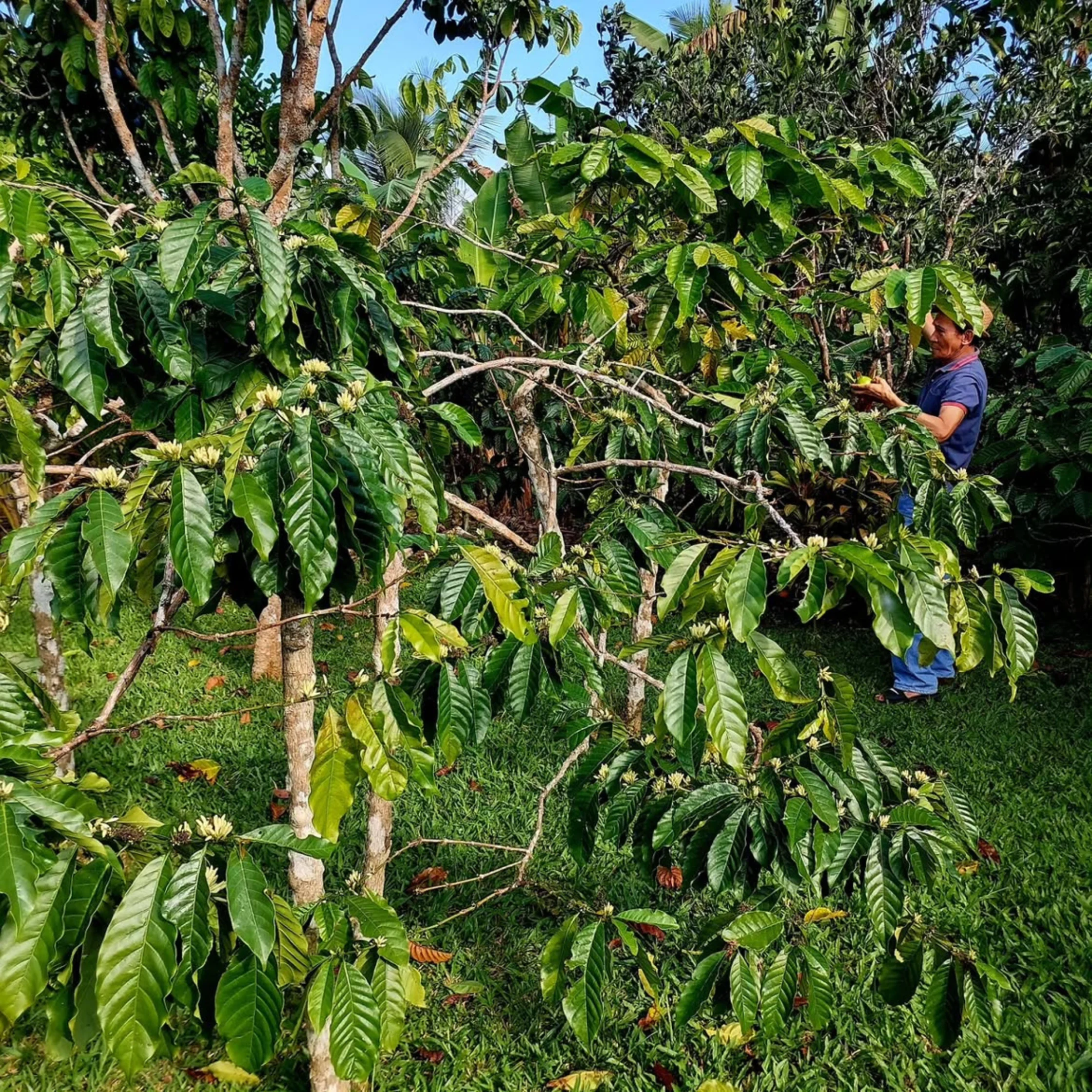 TREES AT Lucciole Family Farm PHOTO COURTESY OF Lucciole Family Farm Official Instagram