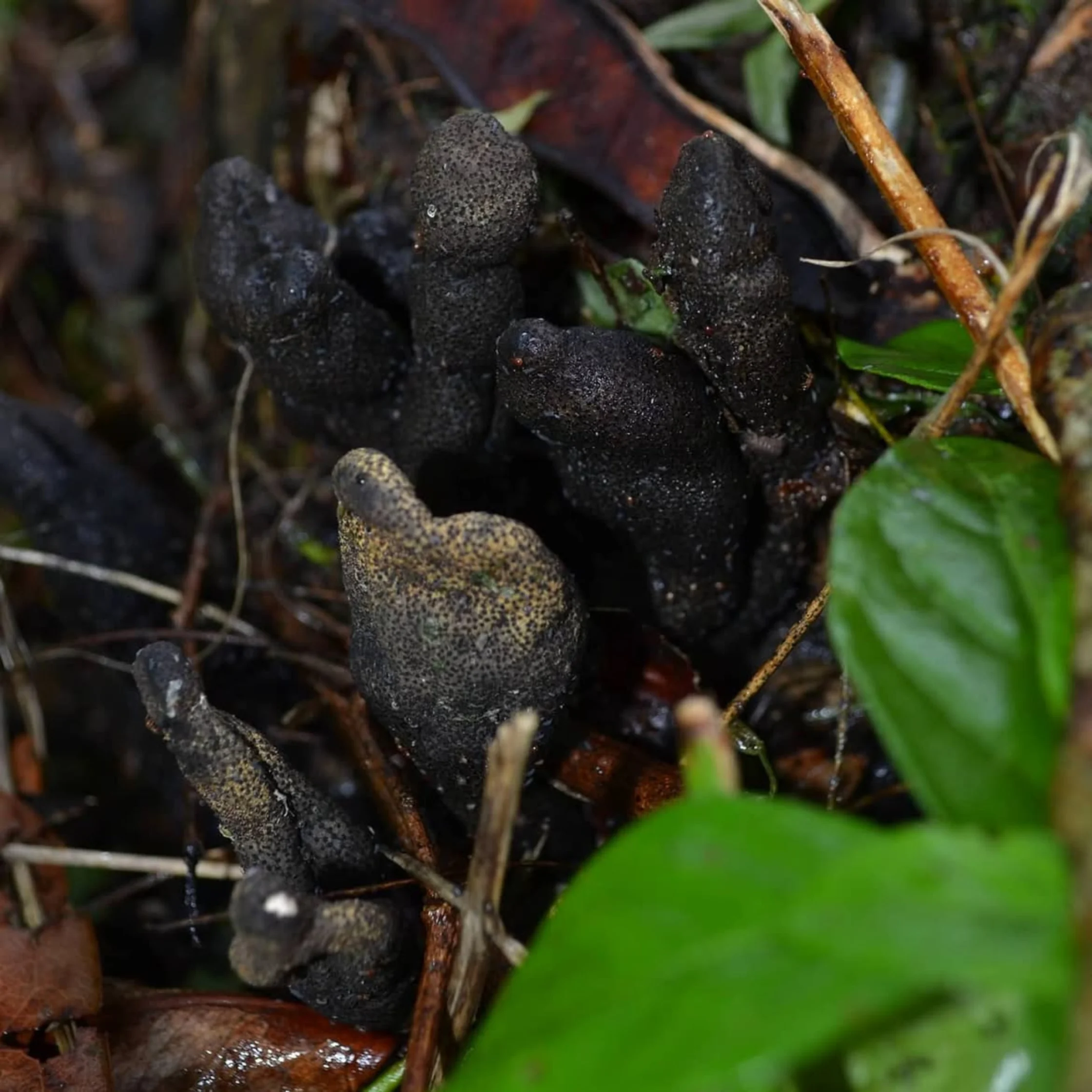 Close-up of dark soil and decaying plant matter with small black, finger-like fungal structures and green leaves nearby.