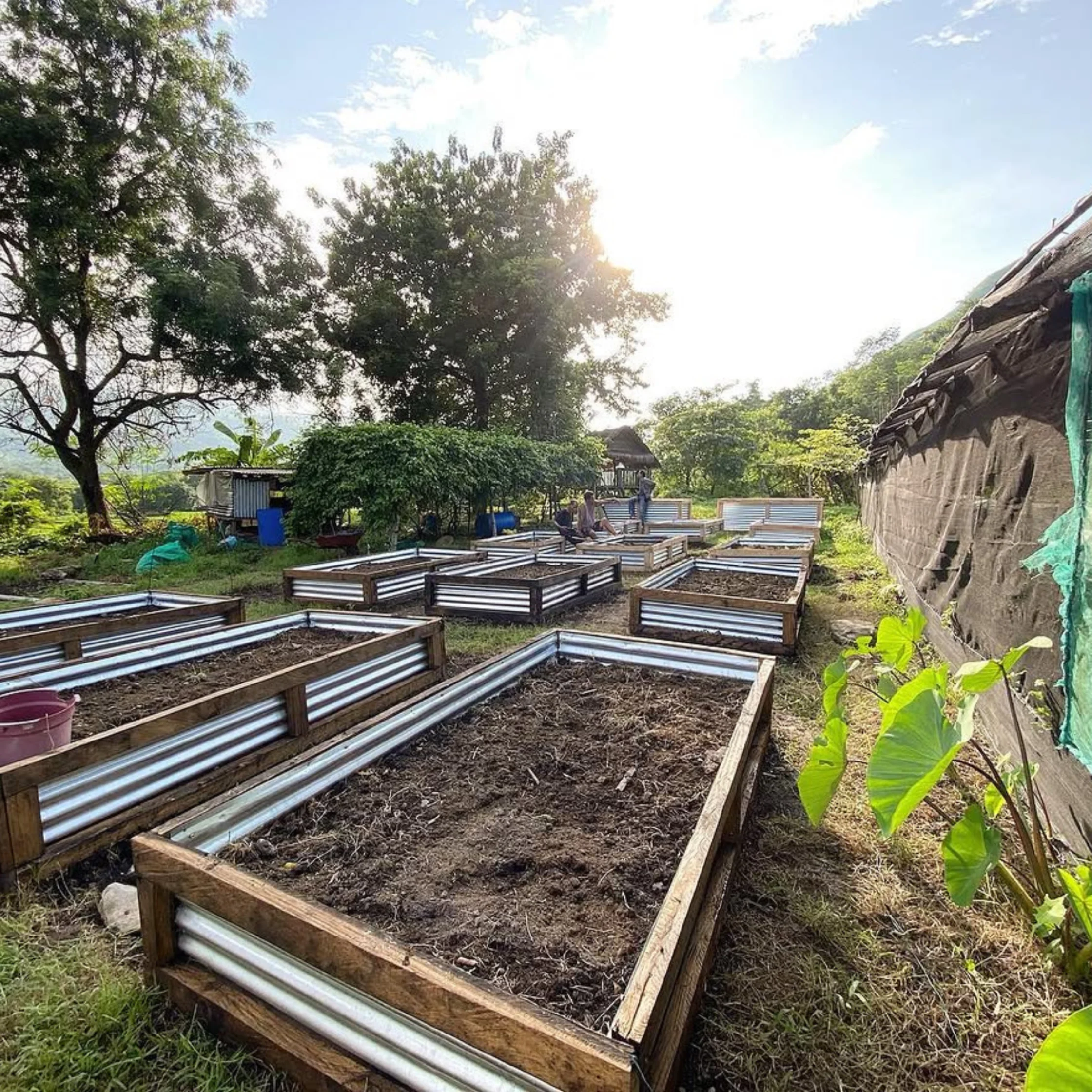 Raised wooden-and-metal garden beds arranged in a yard under trees on a sunny day due to bright sunlight.