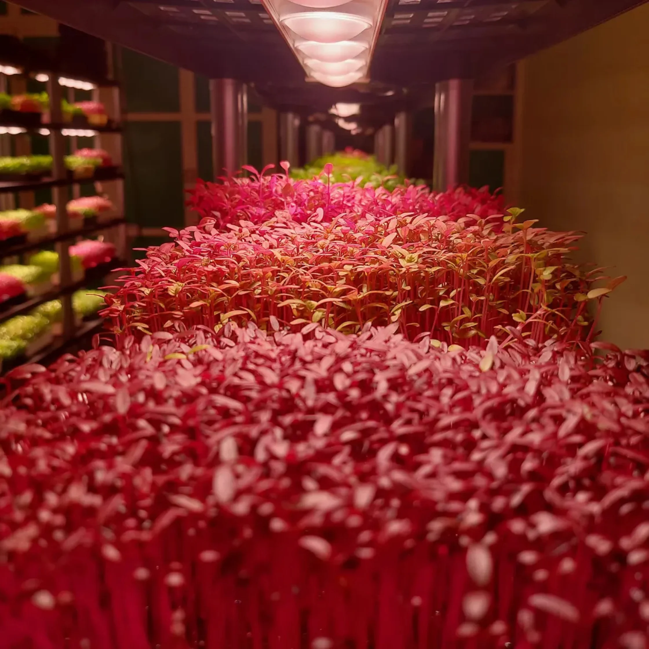 Rows of pink-red foliage plants in a store display with shelves in the background and warm lighting.