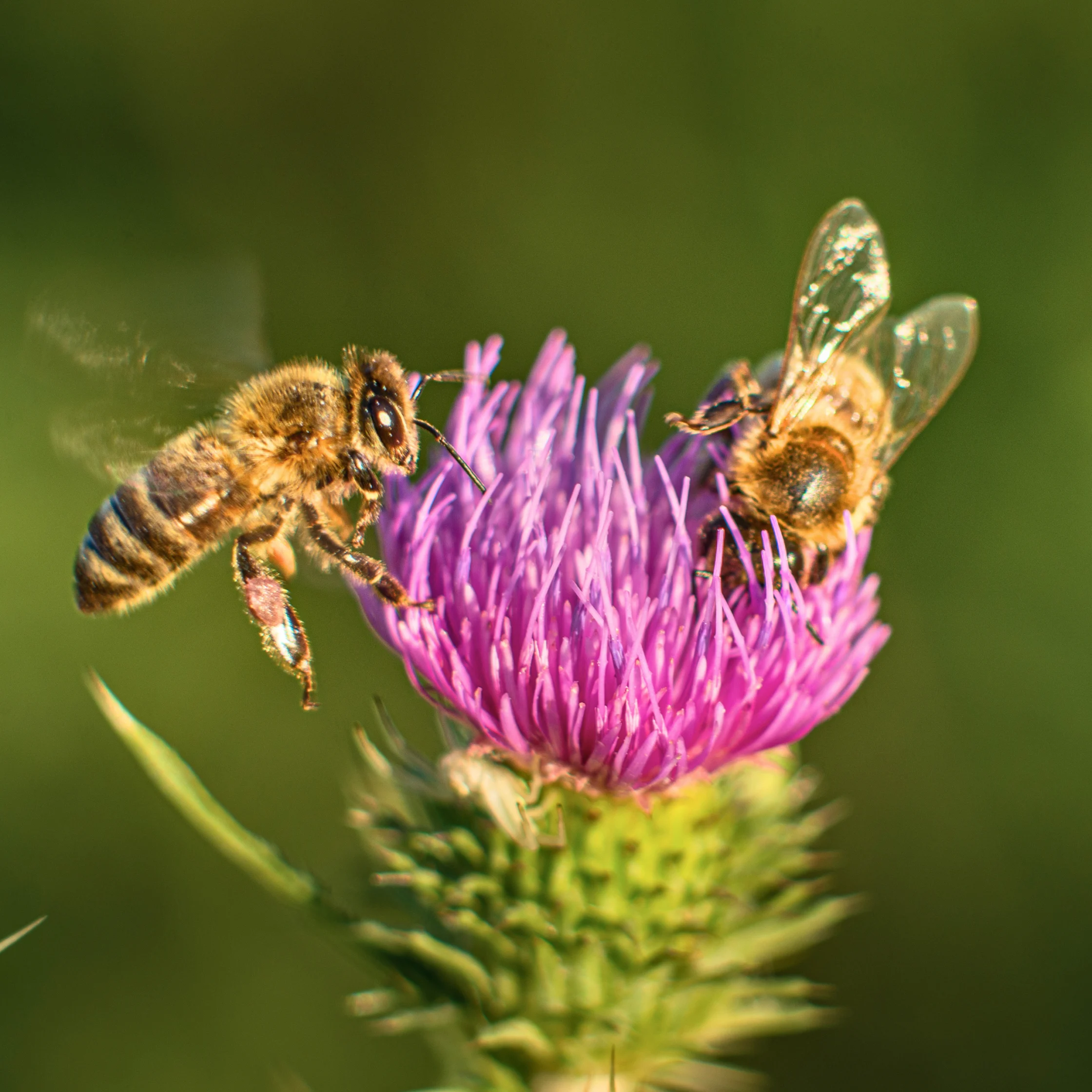 honey bees extracting nectar and pollen from pretty flower