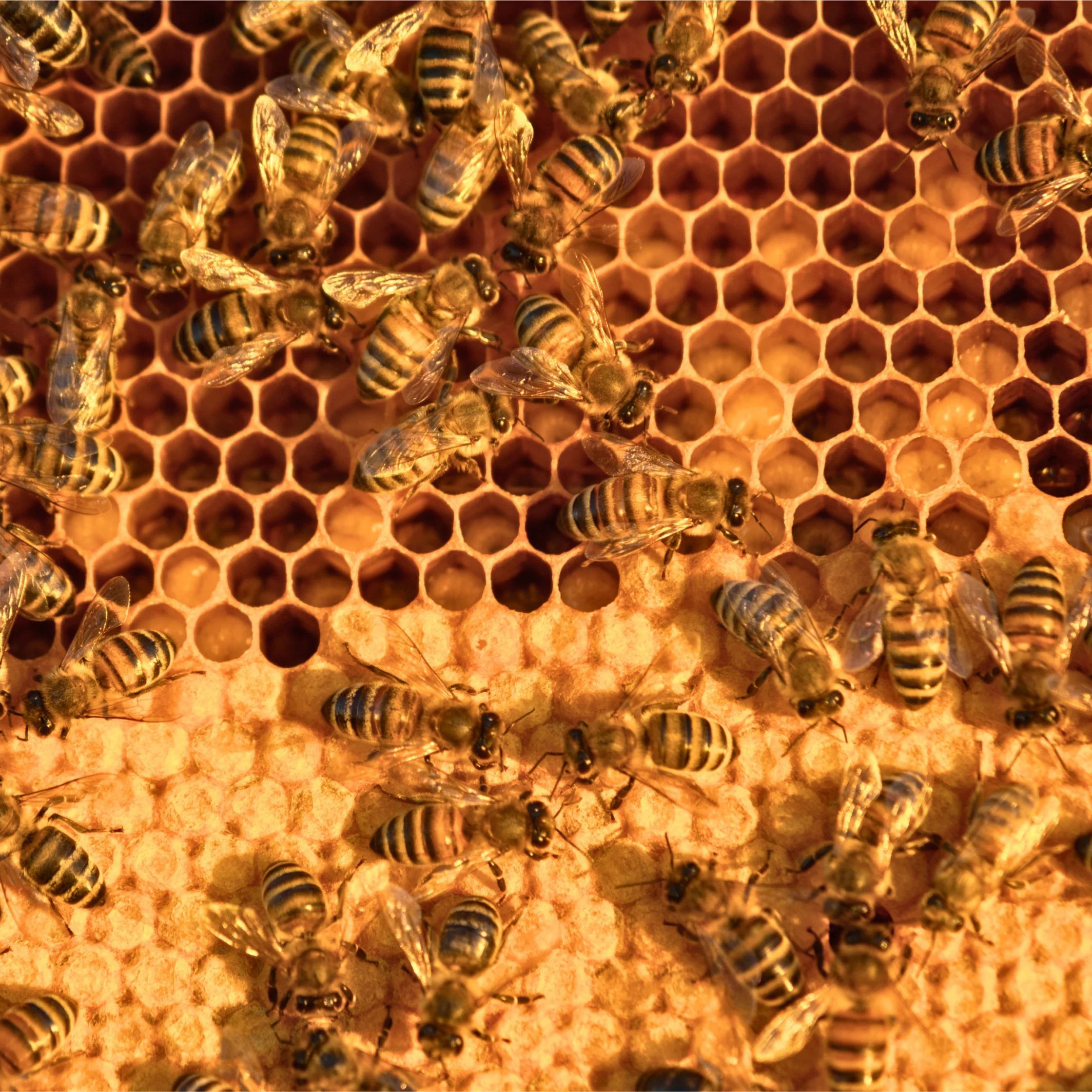 honey bees doing work making honey in their hive