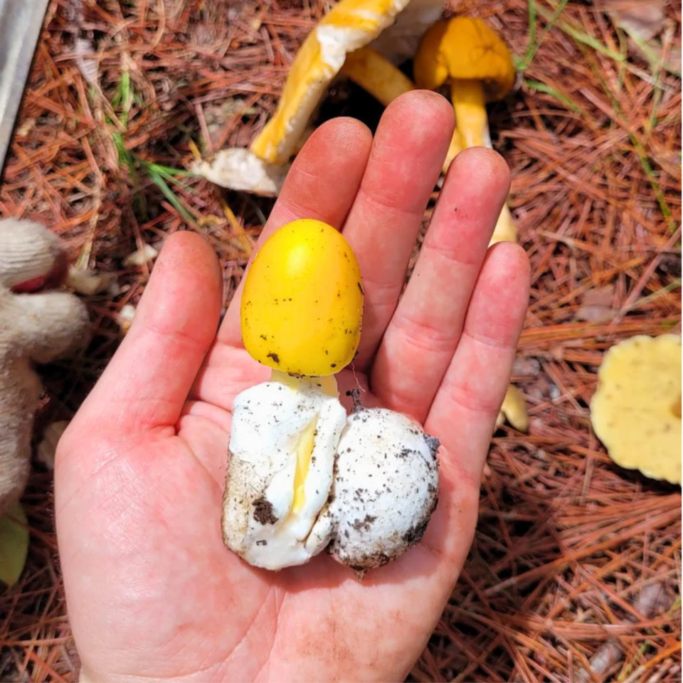Close-up of a hand holding a small MUSHROOMS outdoors among pine needles, with dirt on the surface.