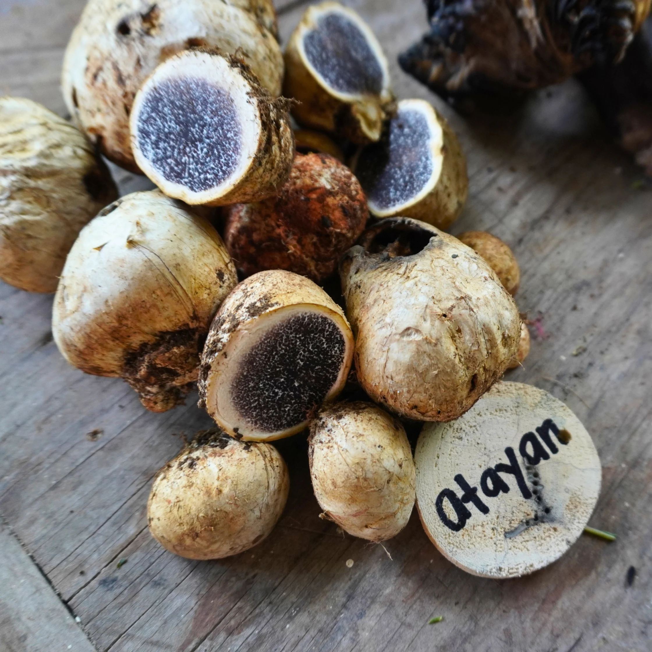 wild cordillera mushrooms Bu-o or Atayan