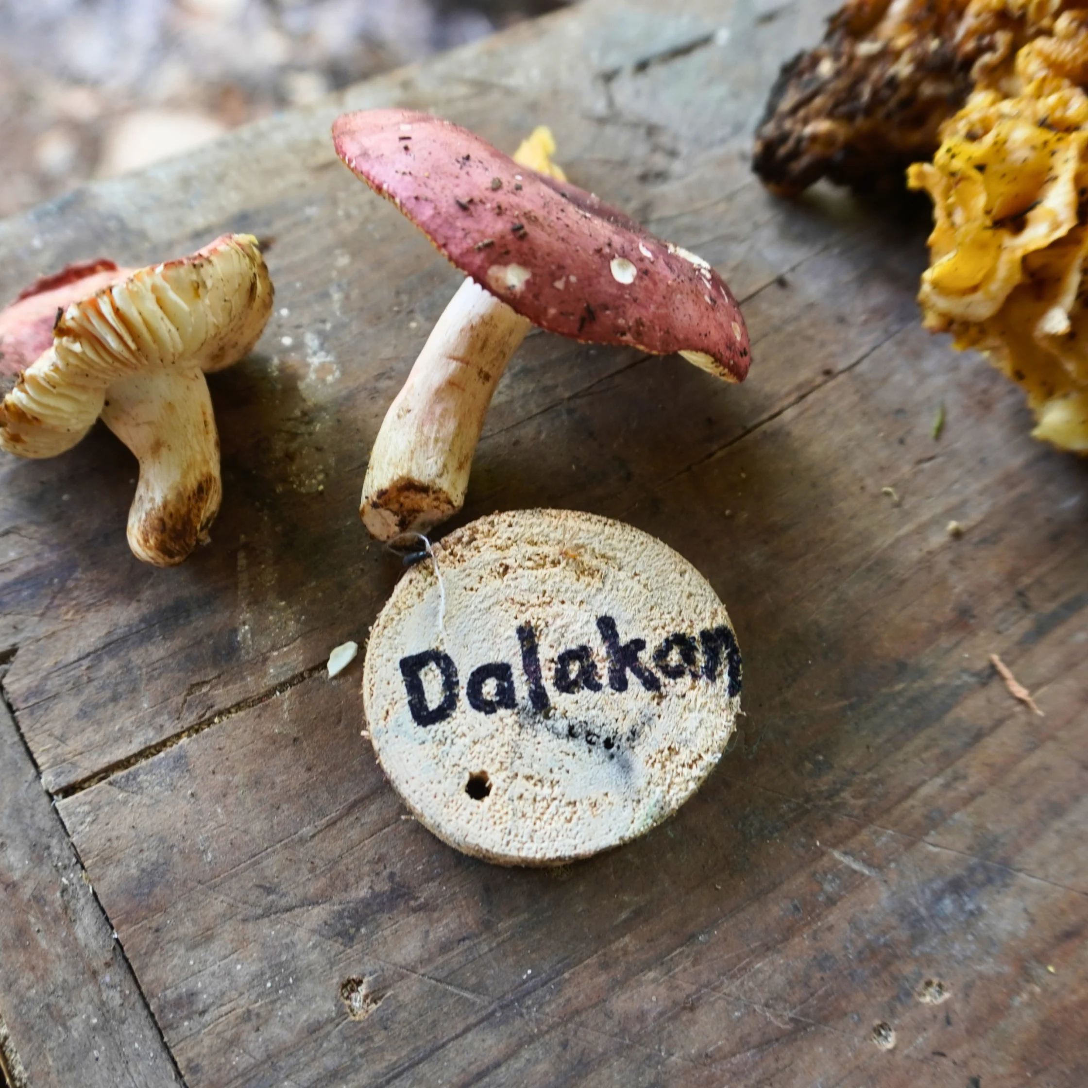 wild cordillera mushrooms Dalakan