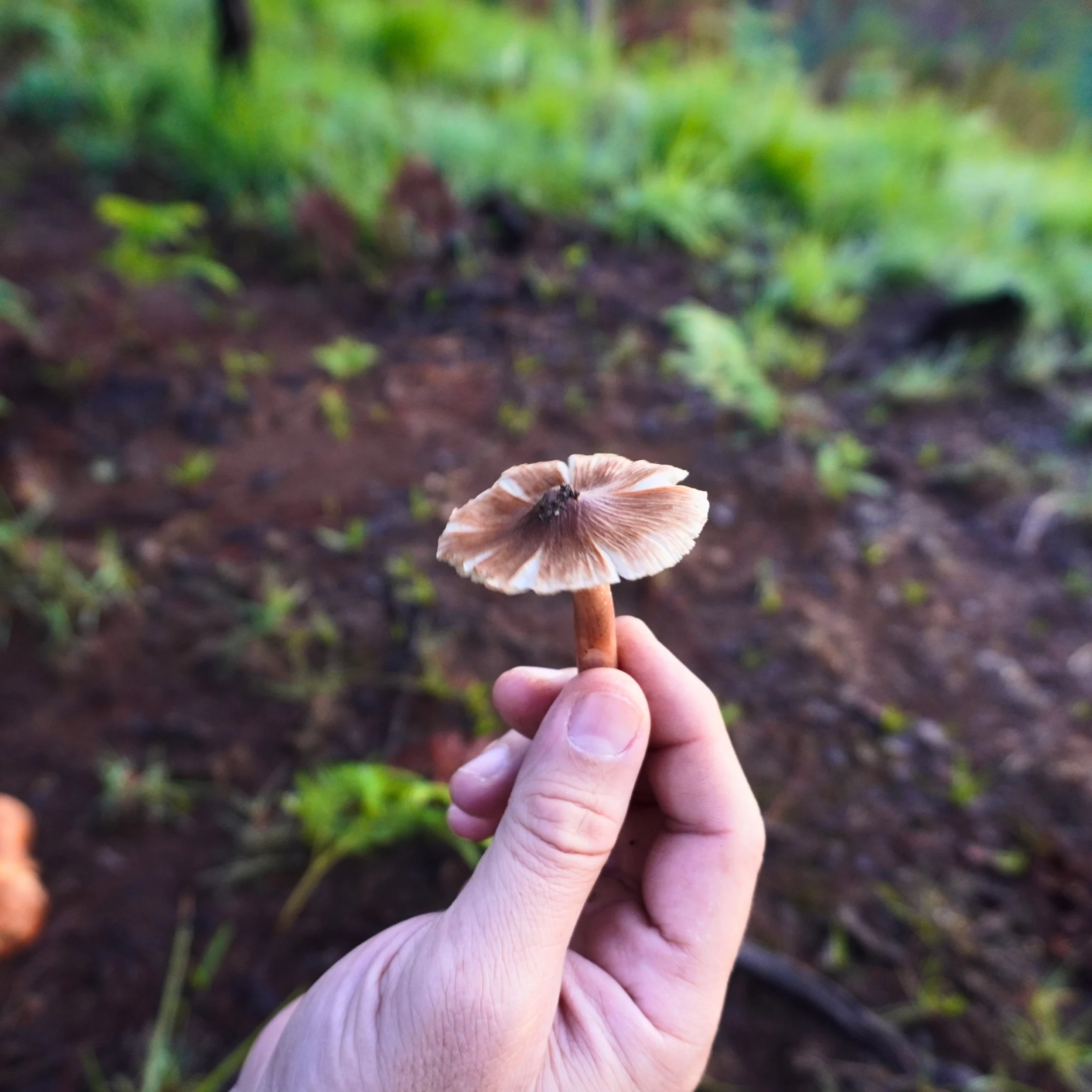 wild cordillera mushrooms Lam-lam ing