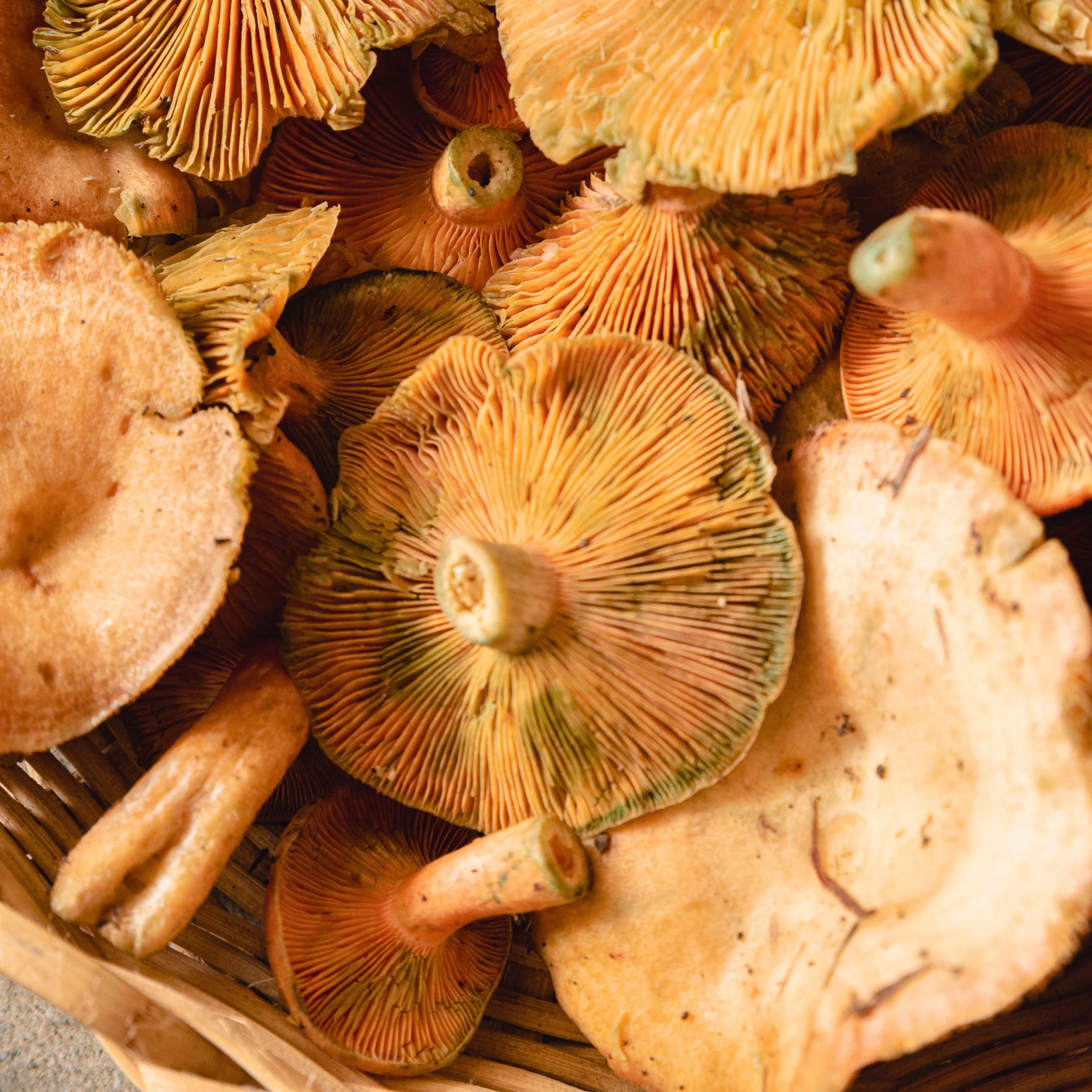 wild cordillera mushrooms Nga-an