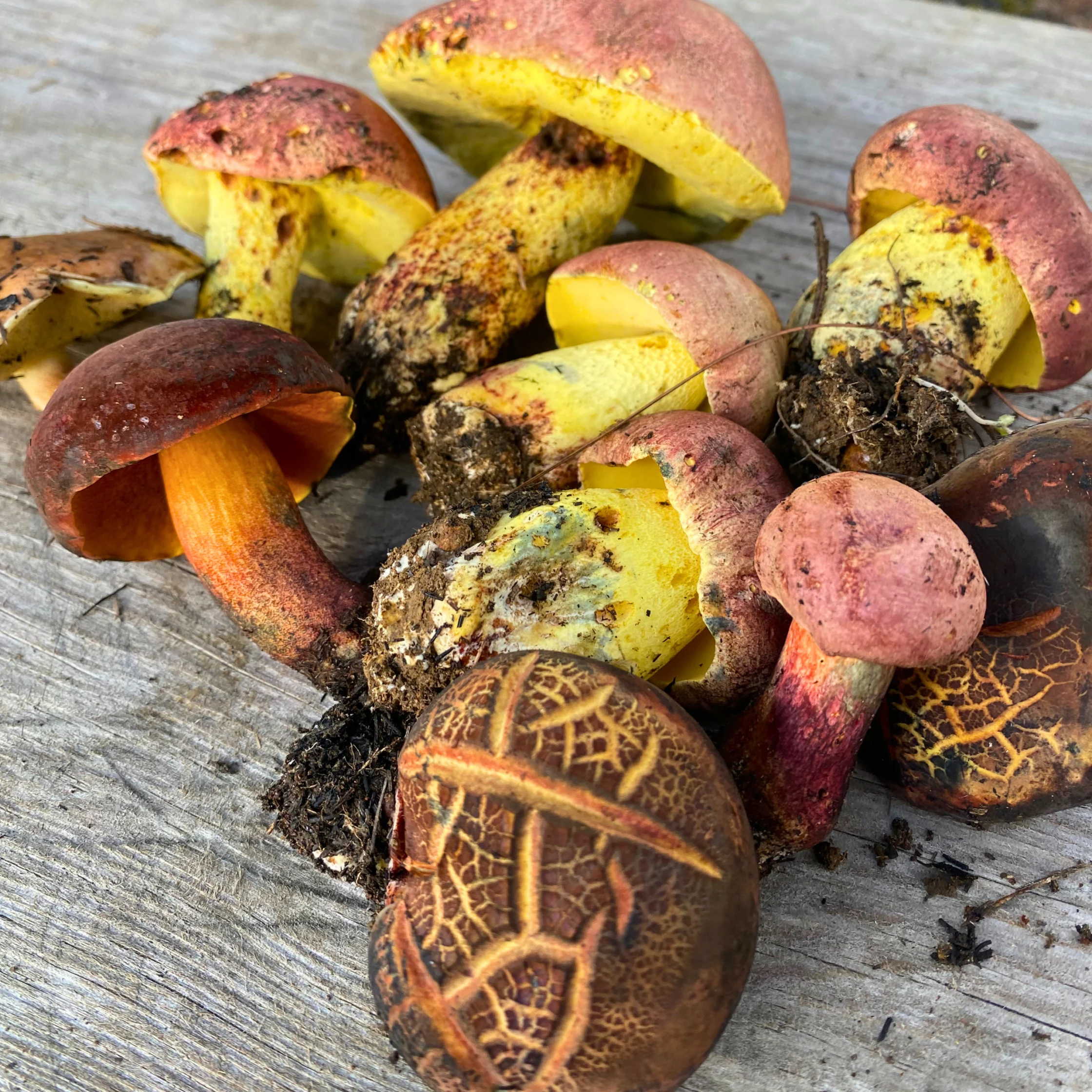 wild cordillera mushrooms Sedesdem