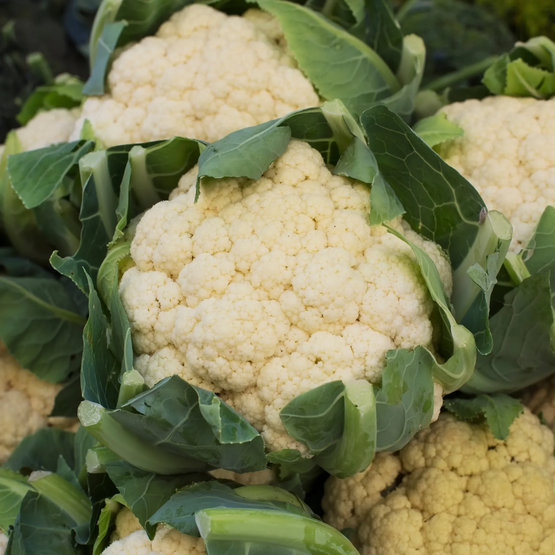 Close-up of fresh white cauliflower heads nestled among broad green leaves, showing their dense, bumpy texture and natural garden harvest.