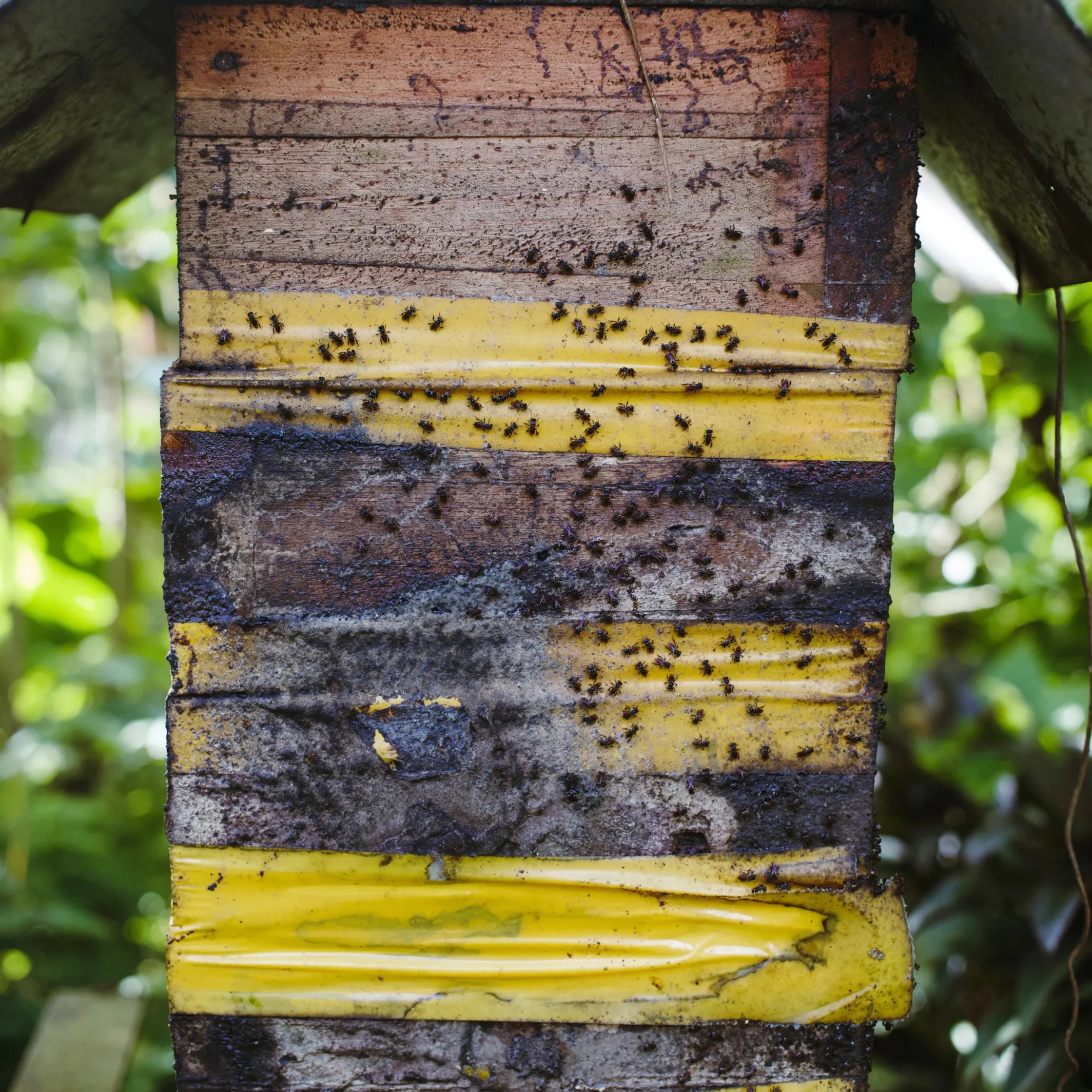 Close-up of a weathered wooden beehive with yellow bands, covered in small bees, surrounded by lush green foliage; rustic, industrious mood.