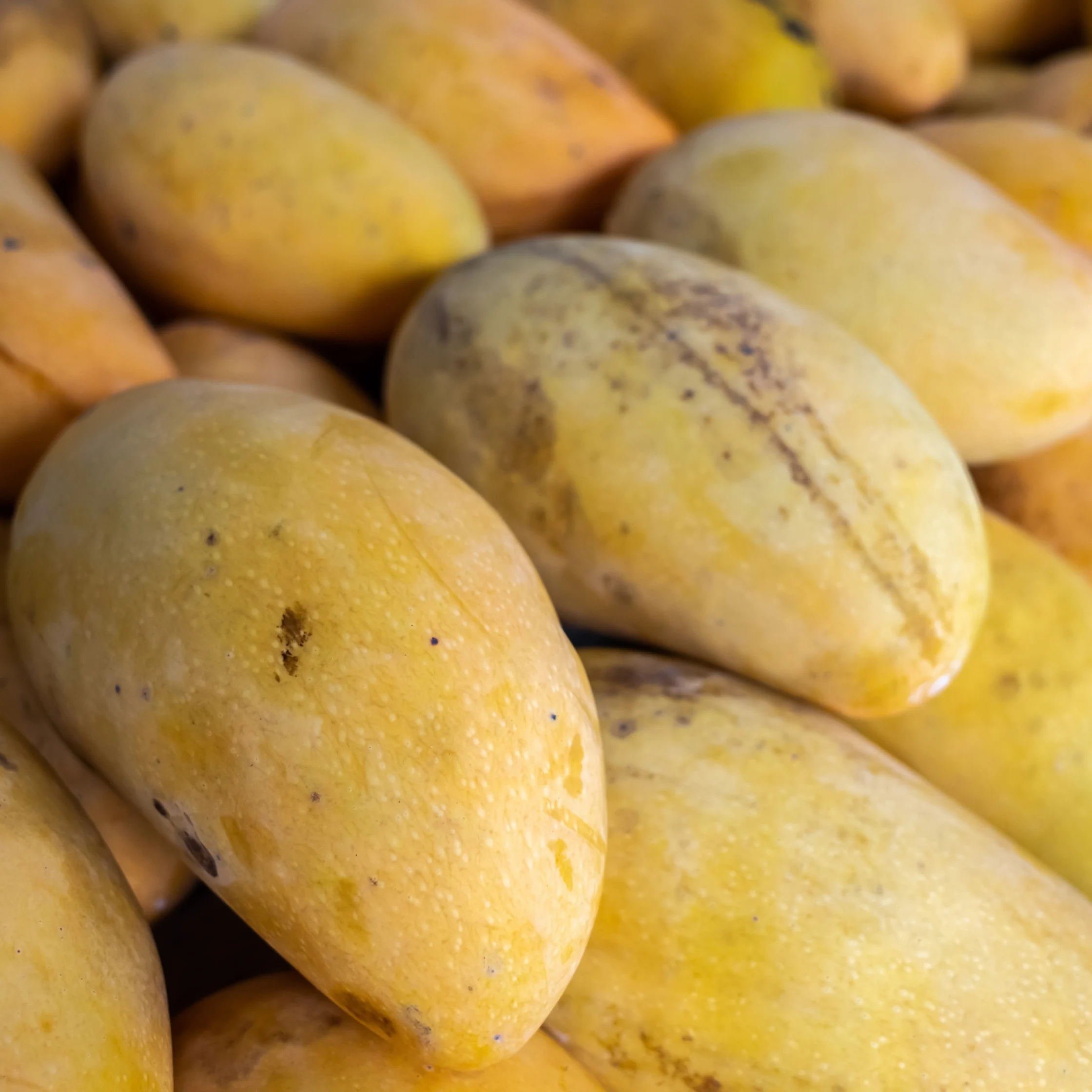 Mangga
