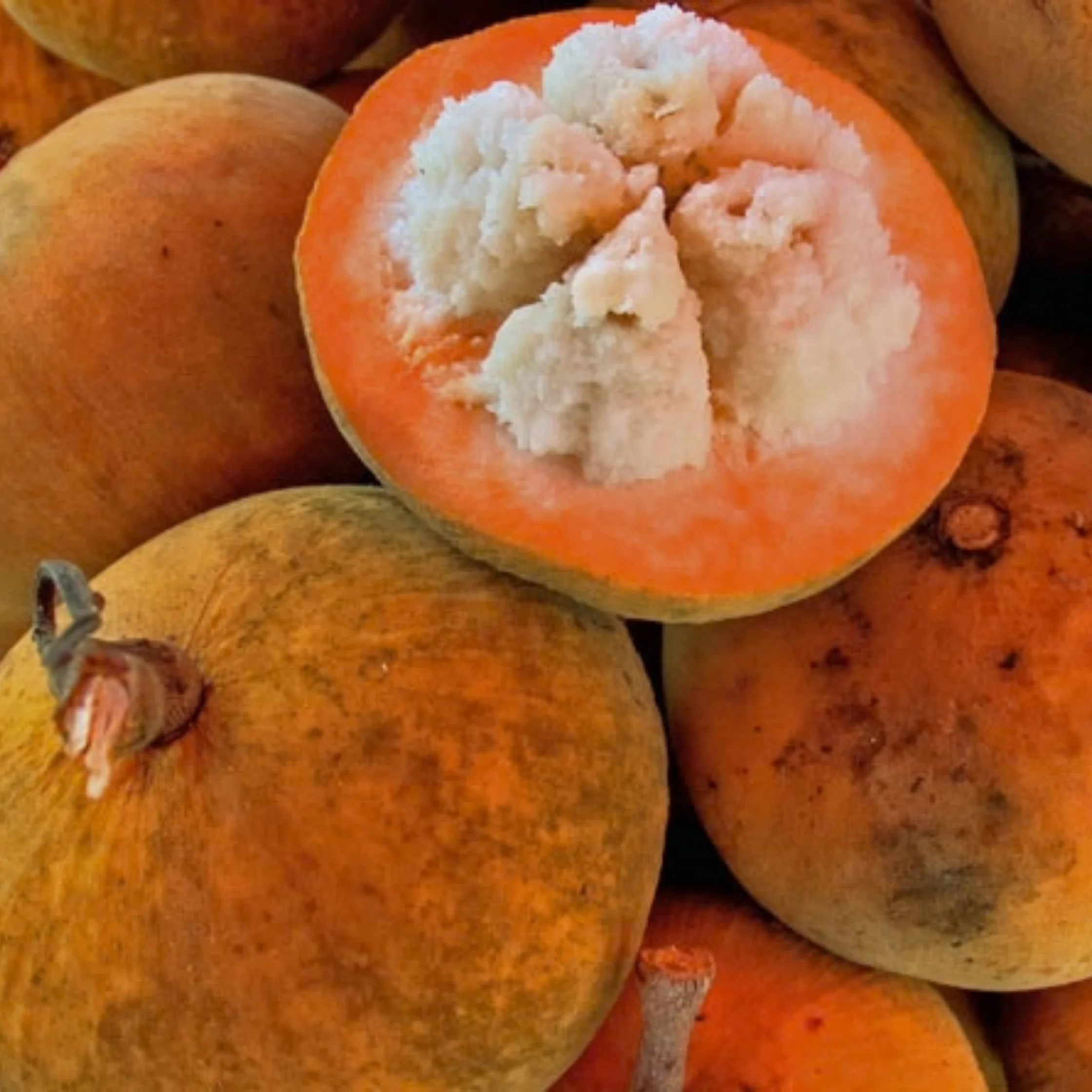 Santol