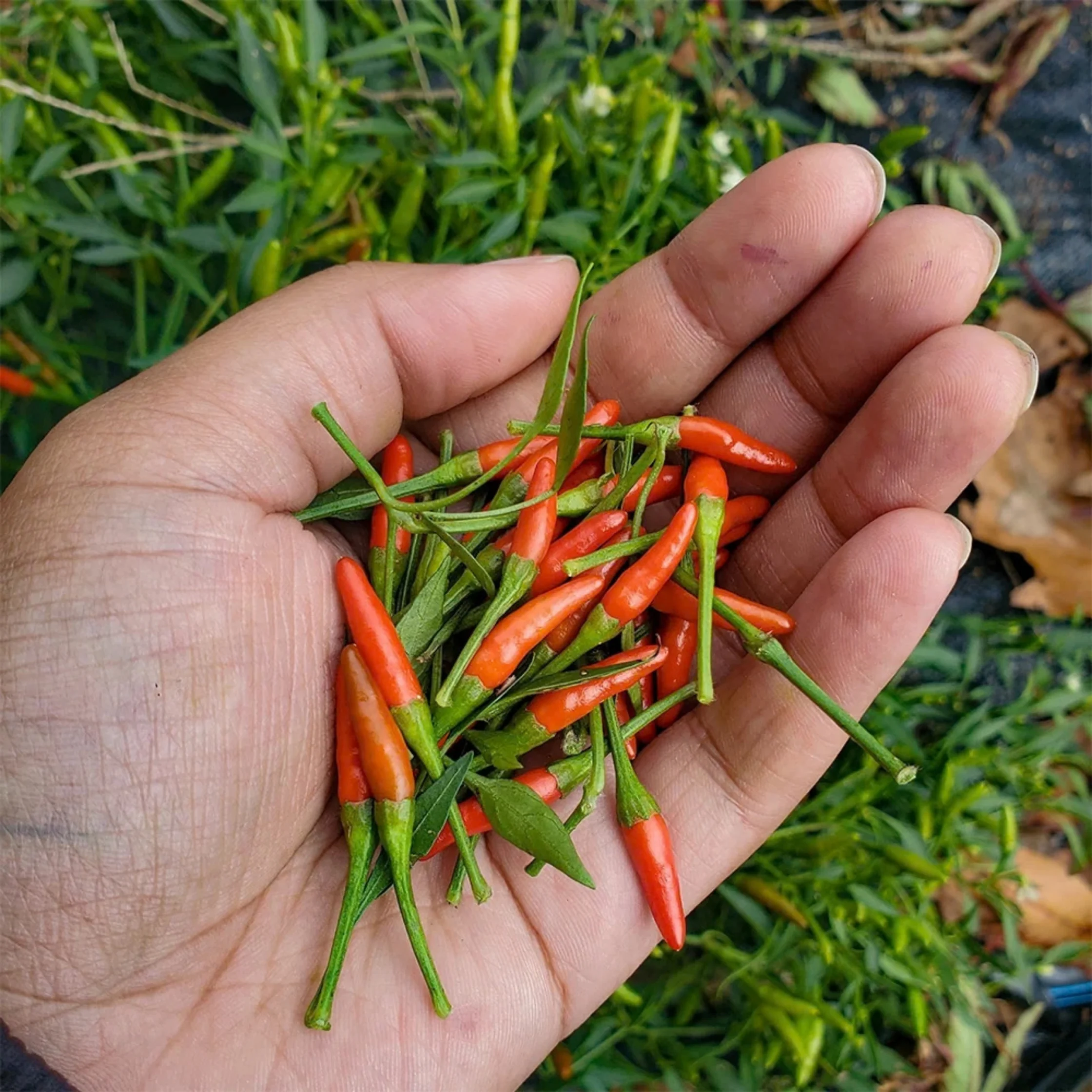 An open hand holds freshly picked slender red chilies mixed with green stems and leaves, against a garden of lush grass; a vivid harvest close-up.