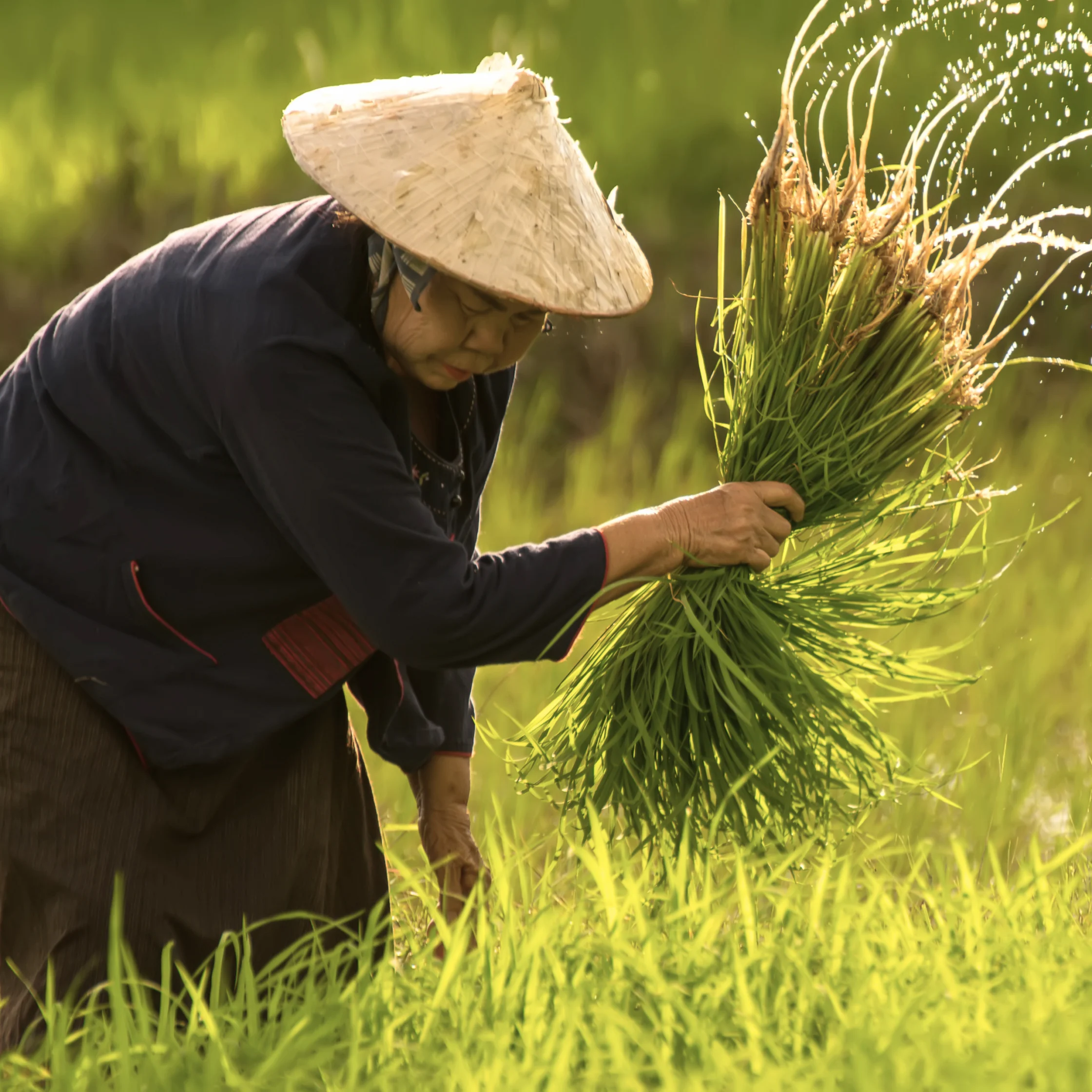farmers harvesting rice