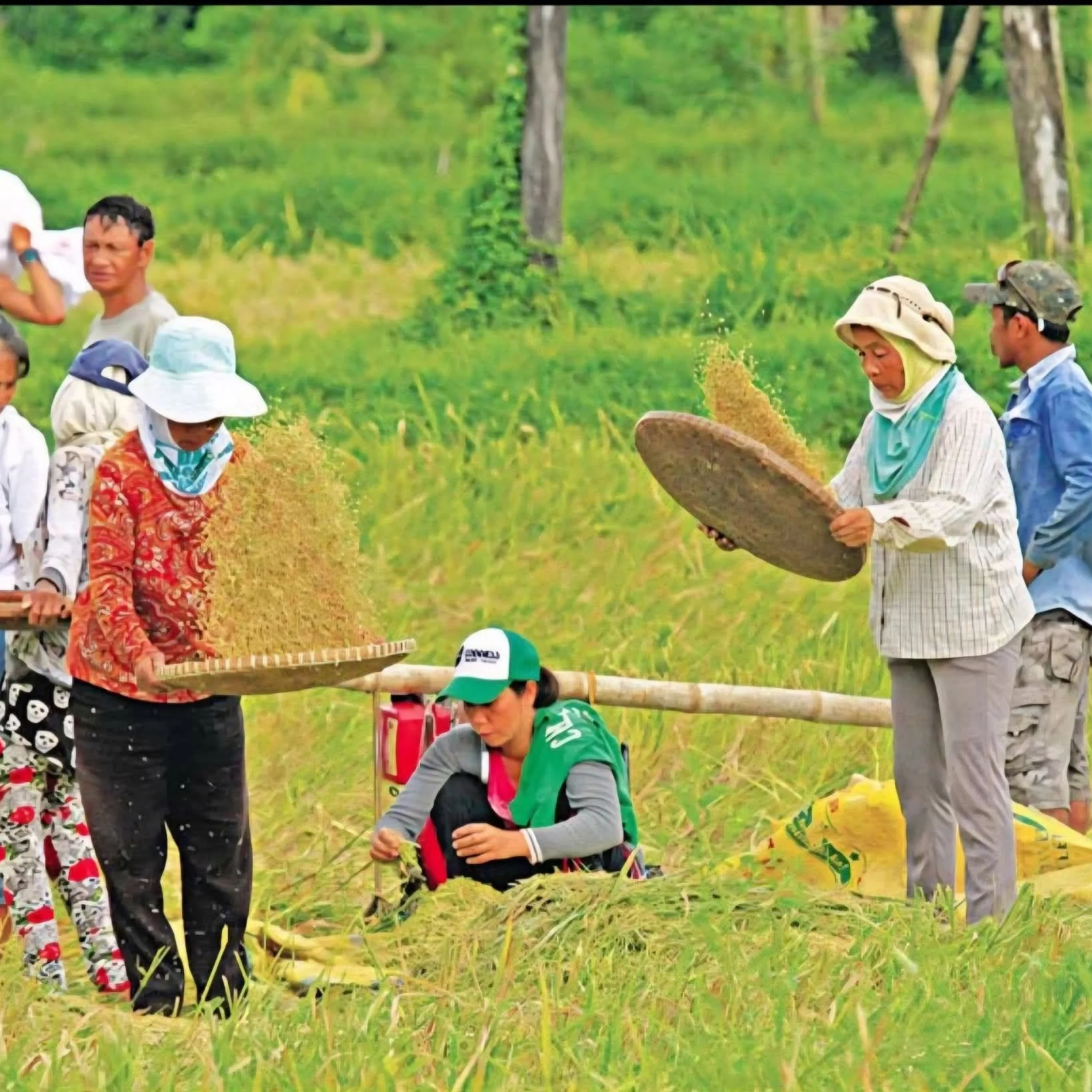 Farm workers thresh rice in a green field, tossing grain from woven trays as others gather the harvest; a focused, collaborative scene of rural labor.