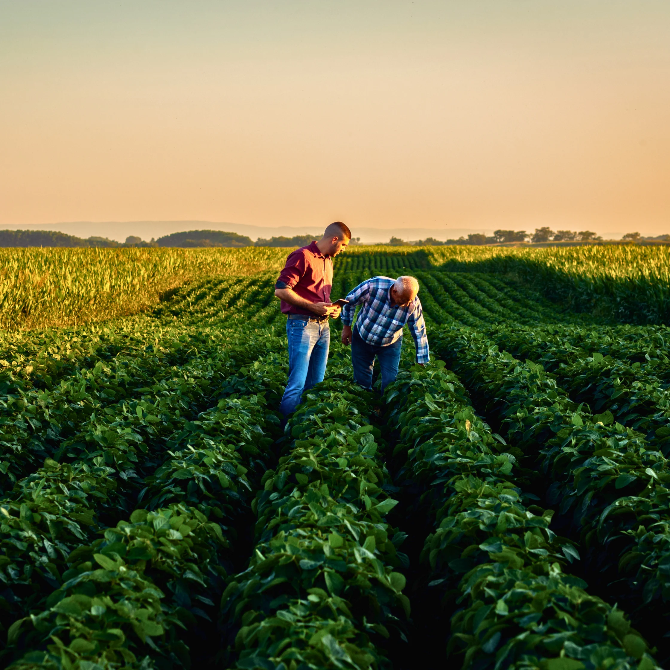 farmers harvesting in farm
