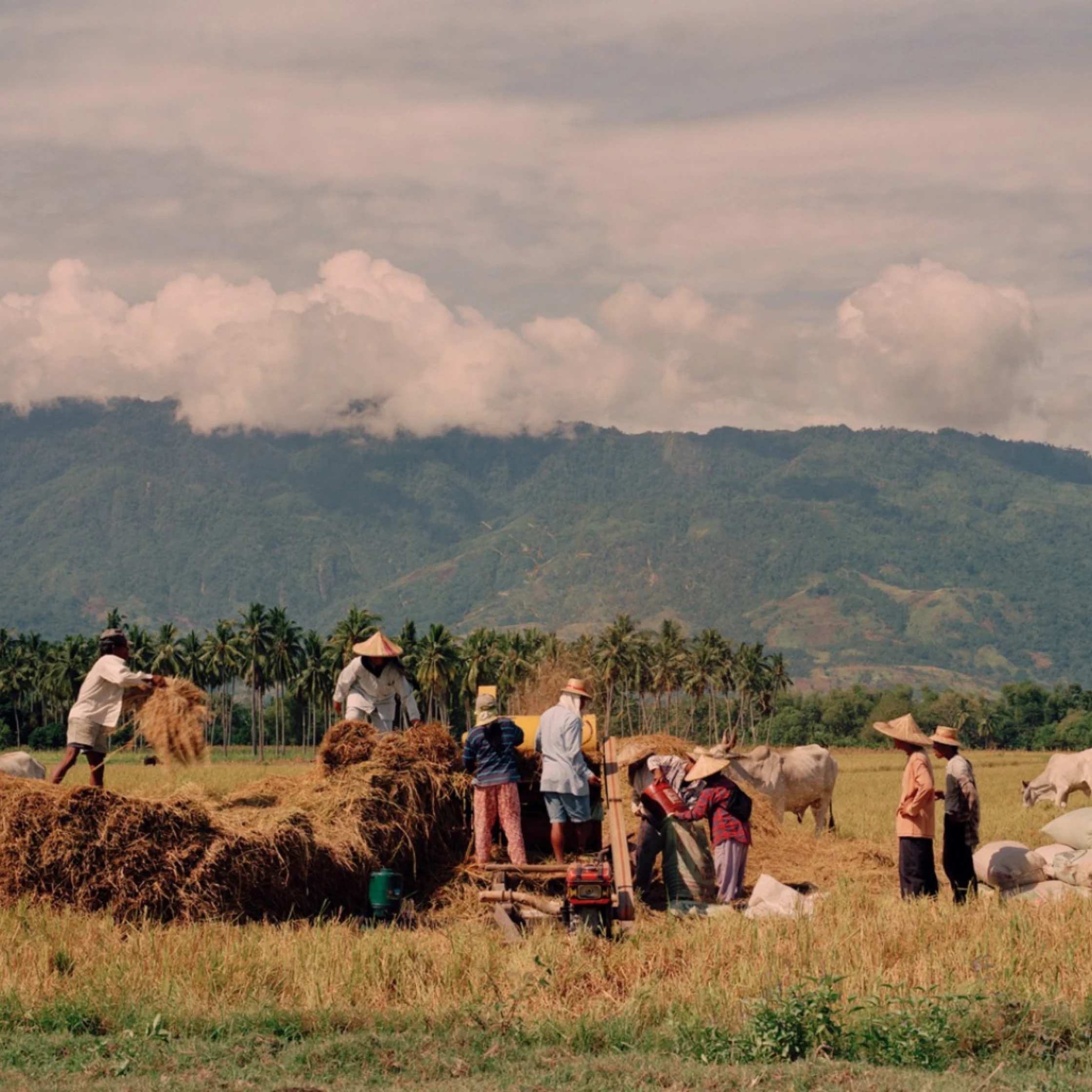 Food security
